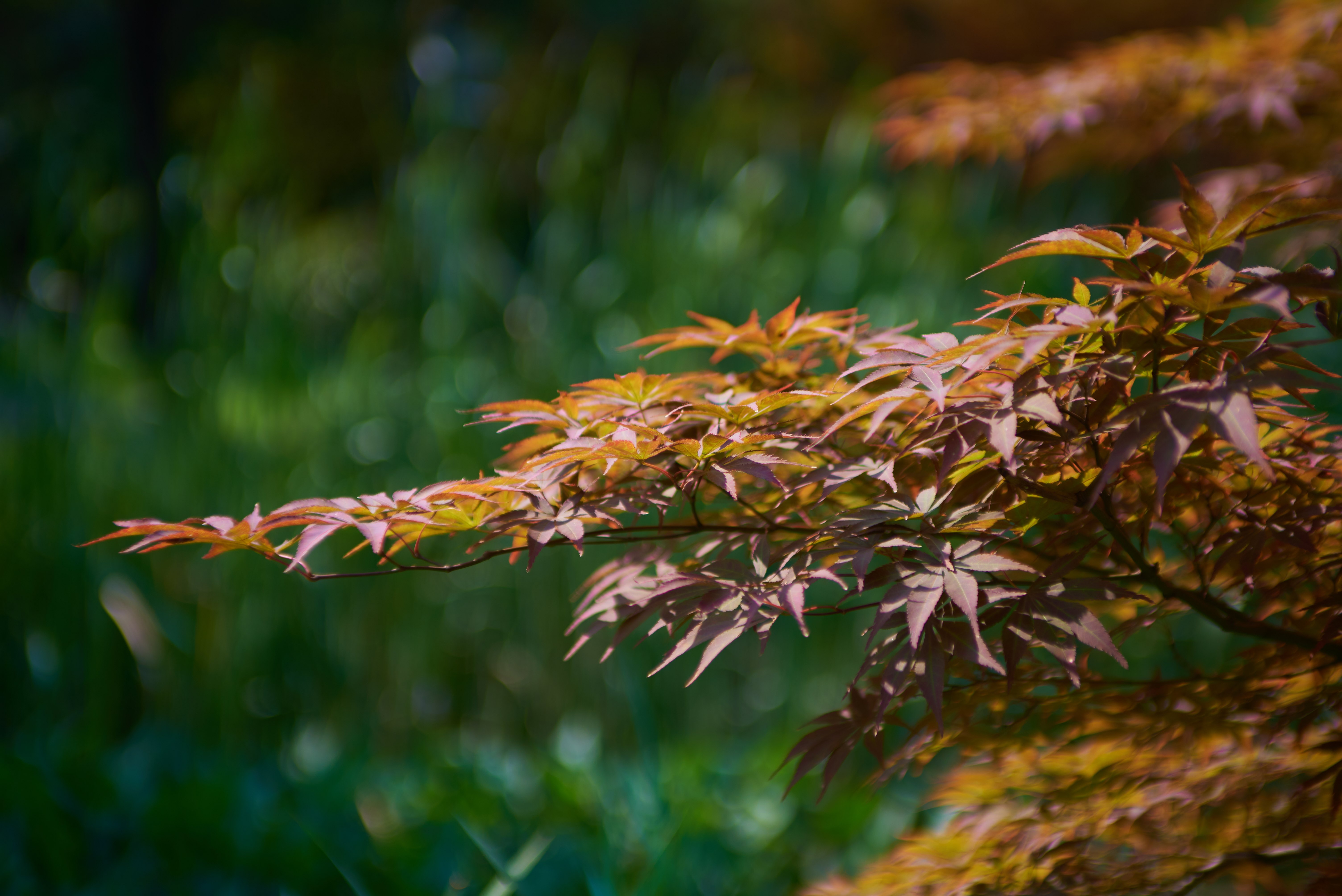 日照植物园