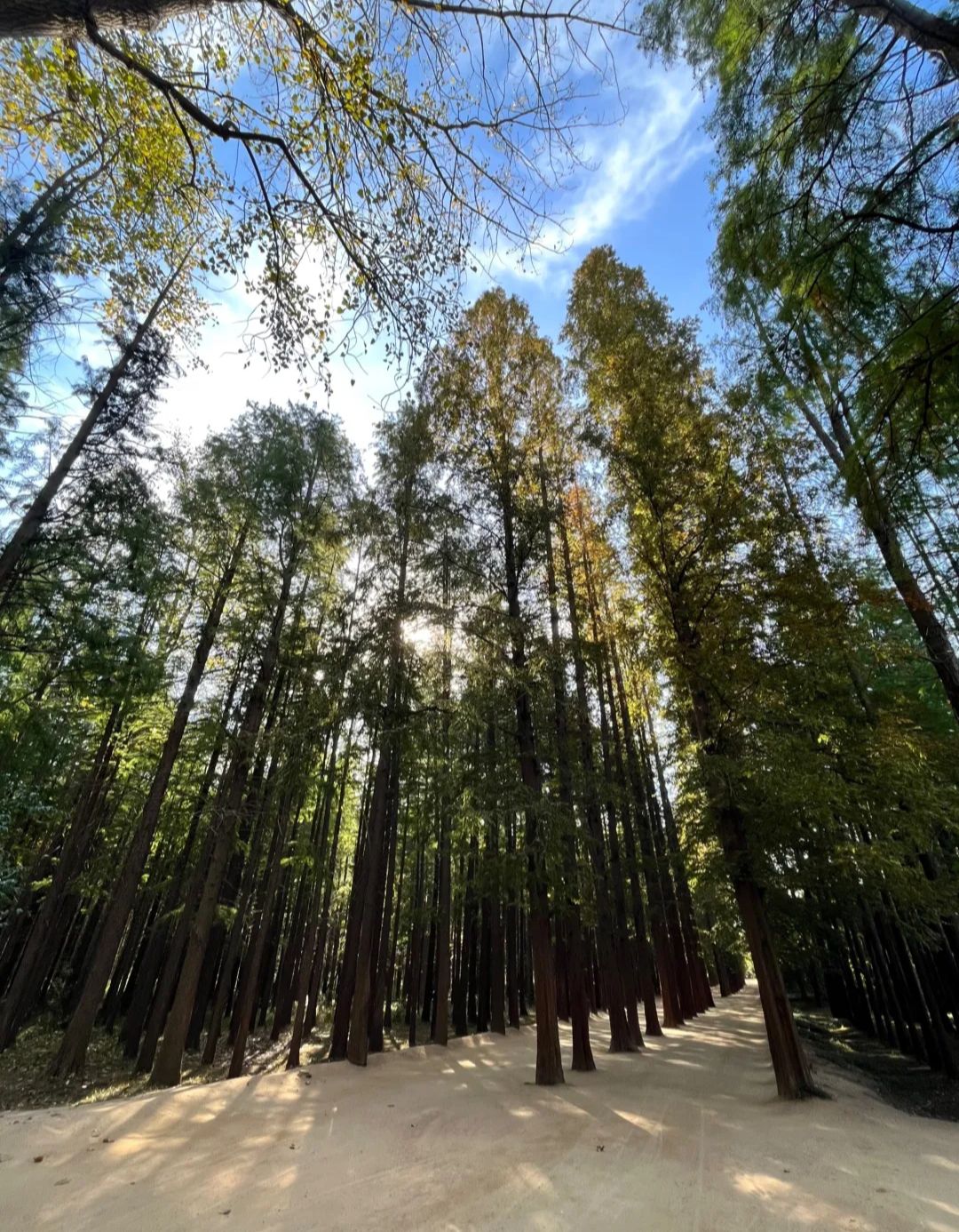 日照海滨国家森林公园旅行图片 3