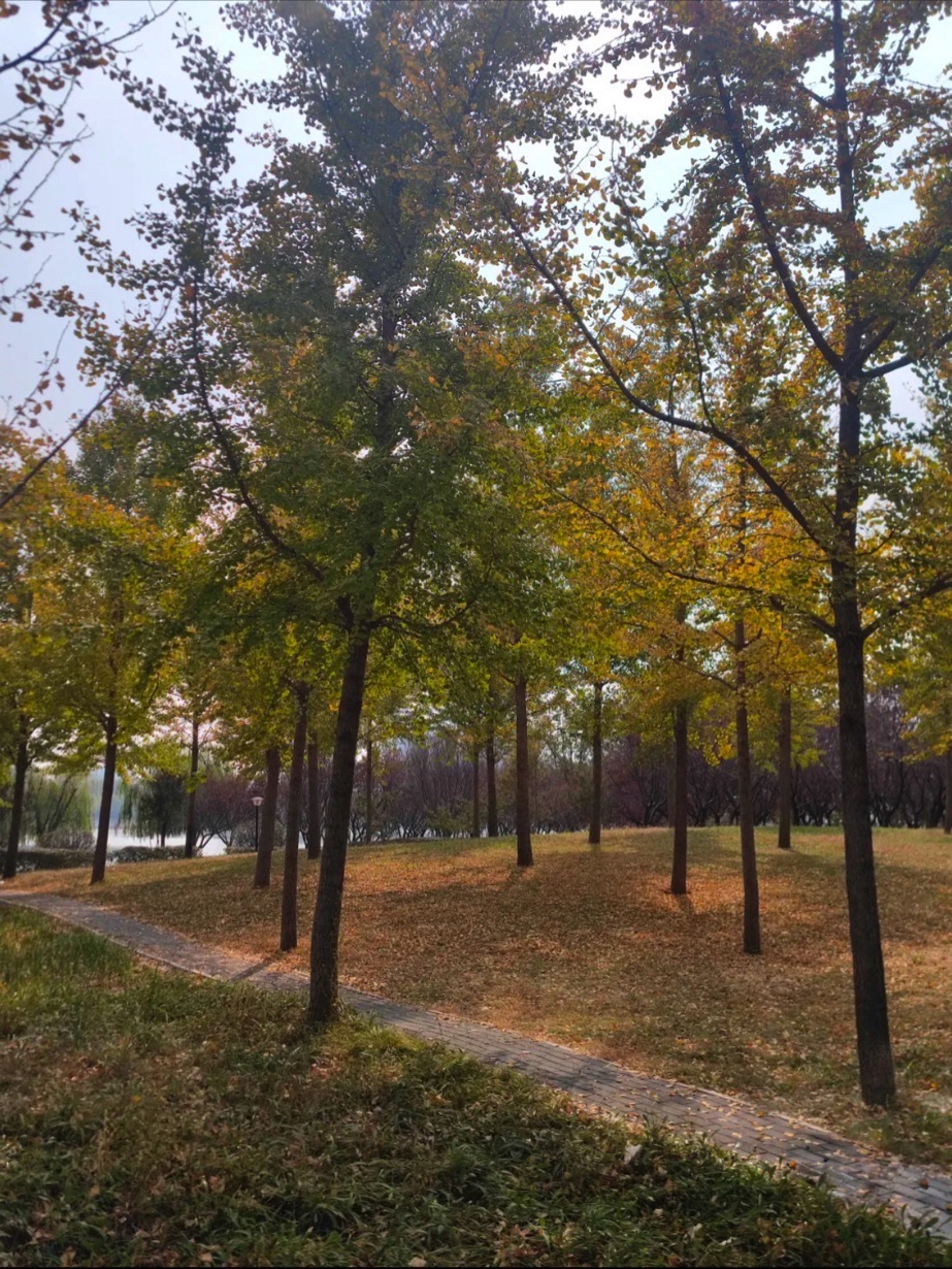 沭河公园旅行图片 1