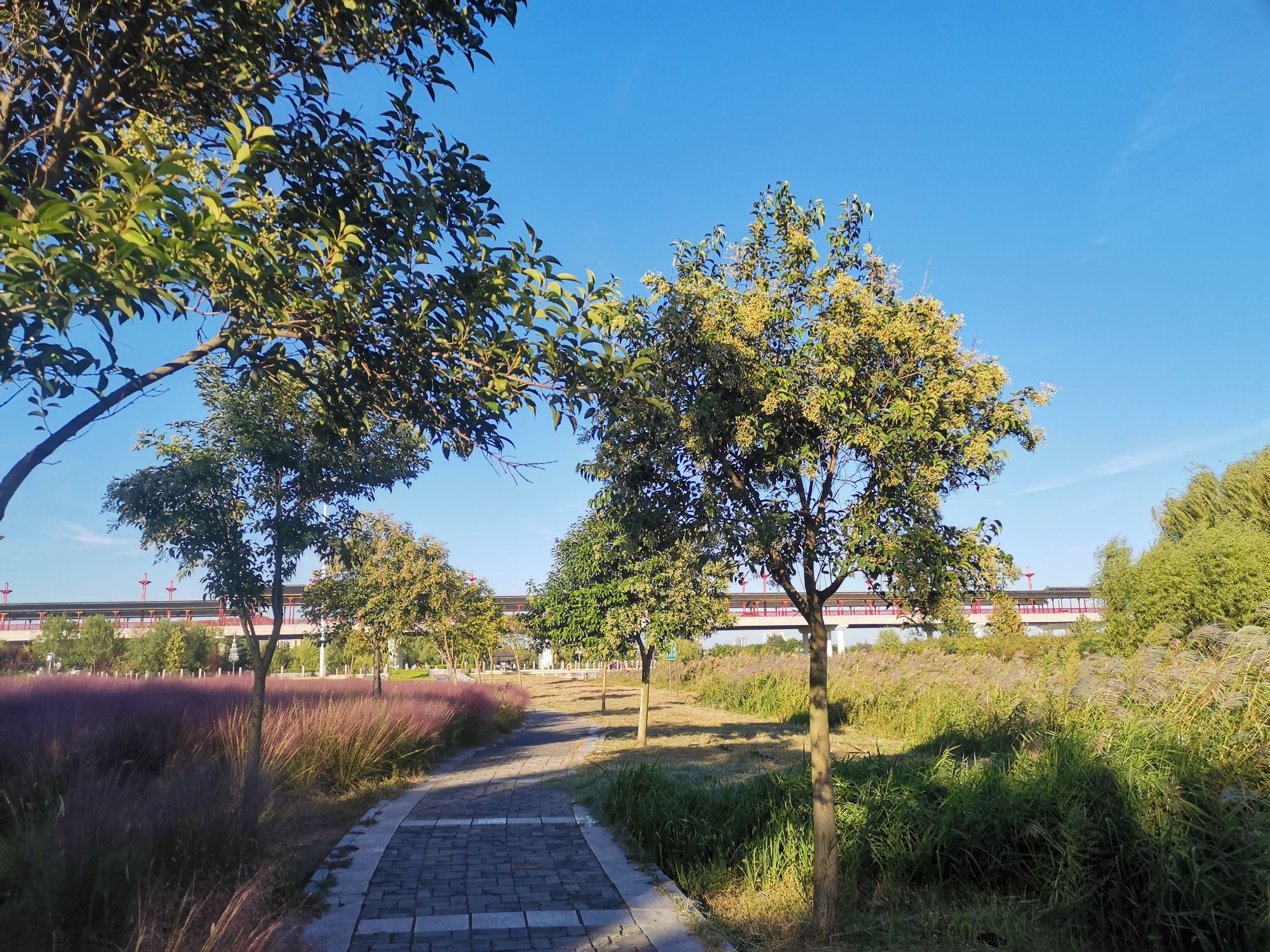 沭河公园旅行图片 1