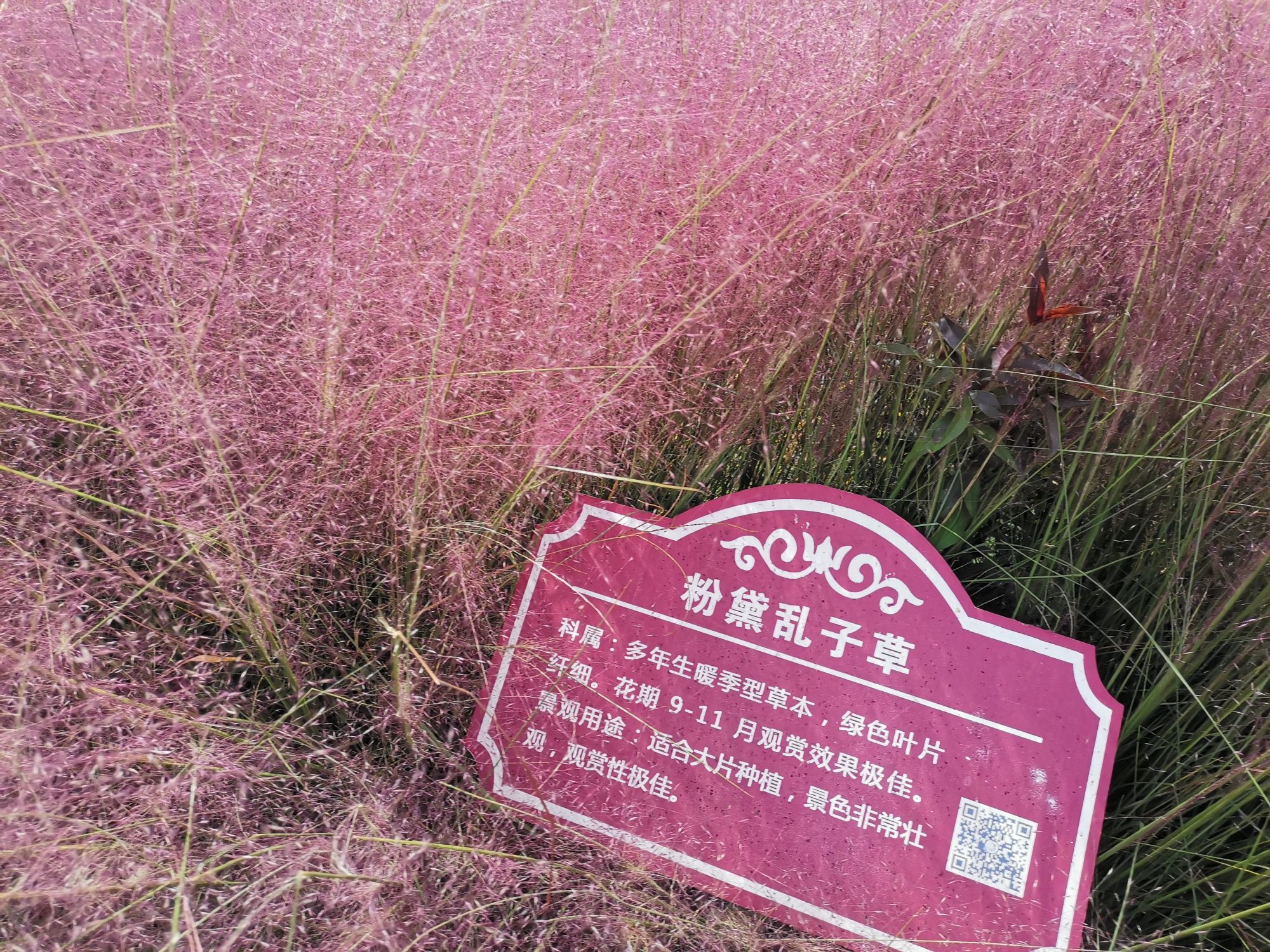 沭河公园旅行图片 3