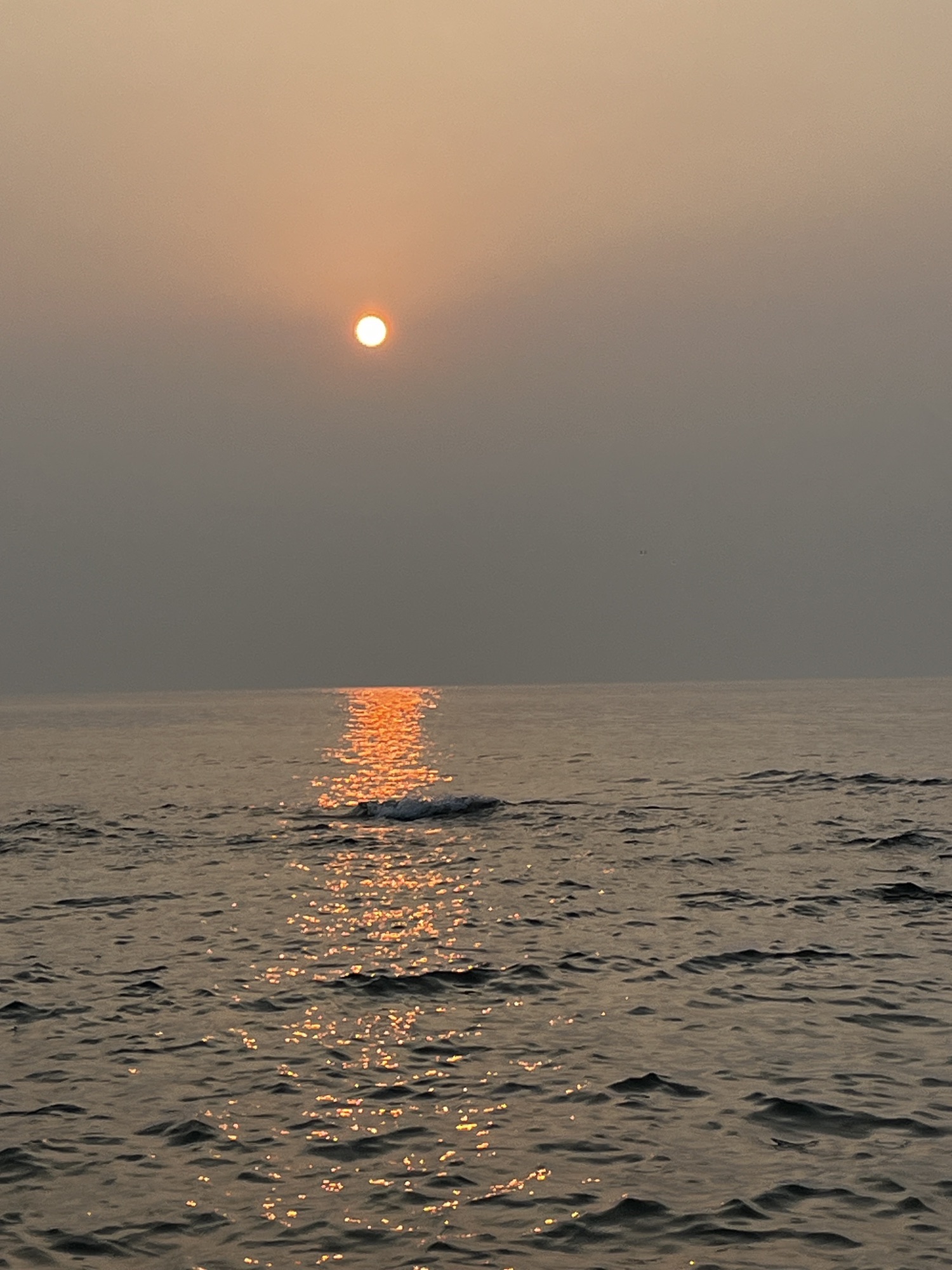御海湾茶园景区旅行图片 1