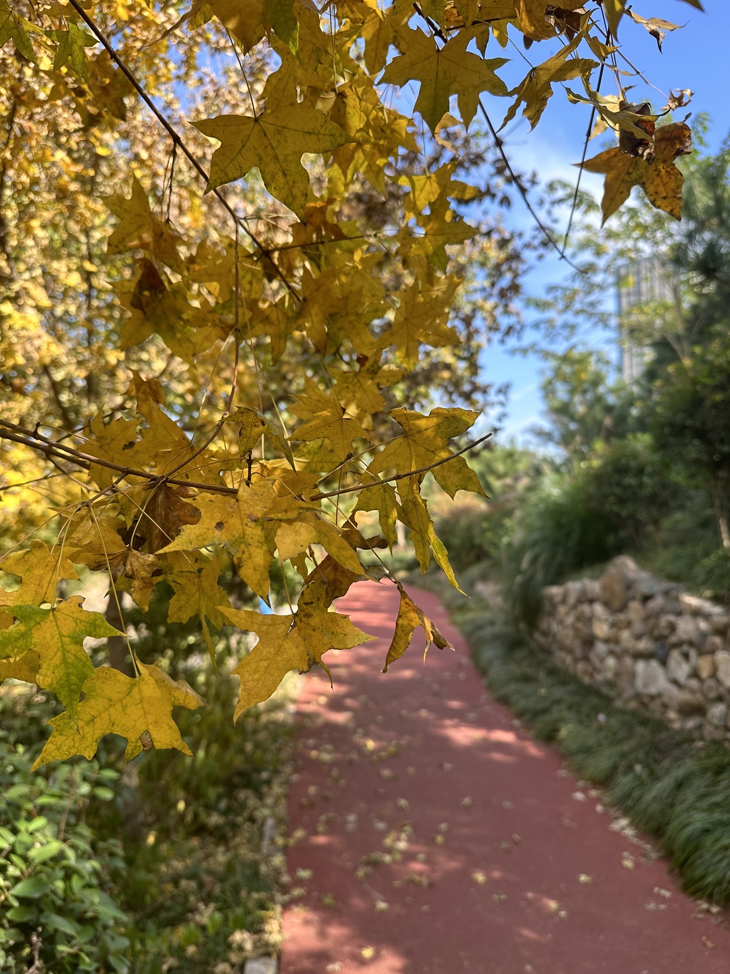 日照大学科技园公园旅行图片 2