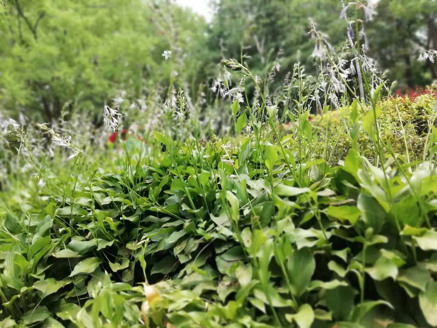 红石公园旅行图片 1