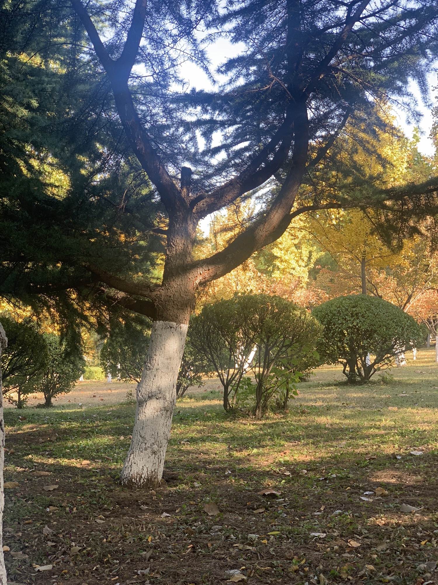 莲河公园旅行图片 3