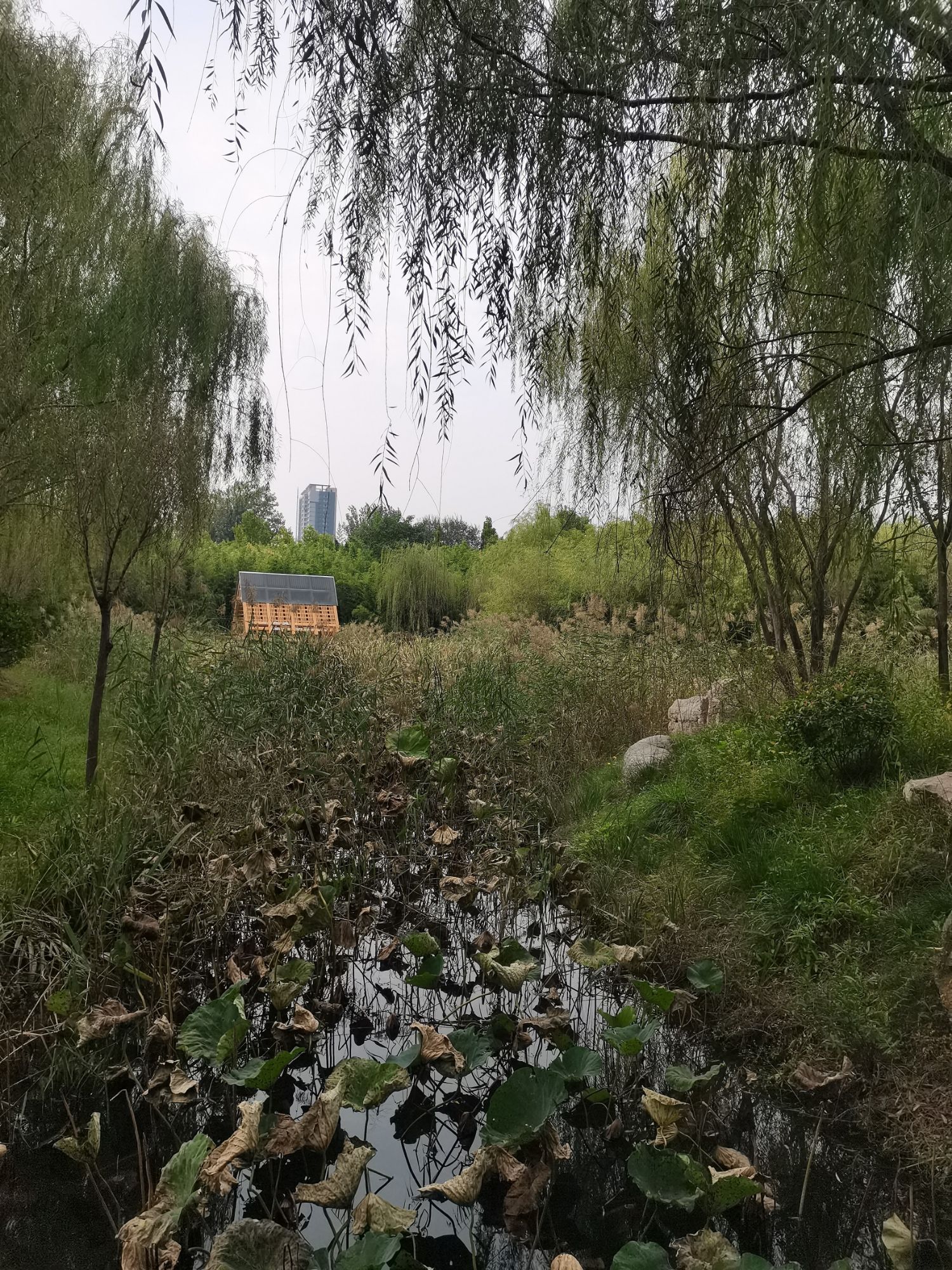 湖西带状公园旅行图片 3