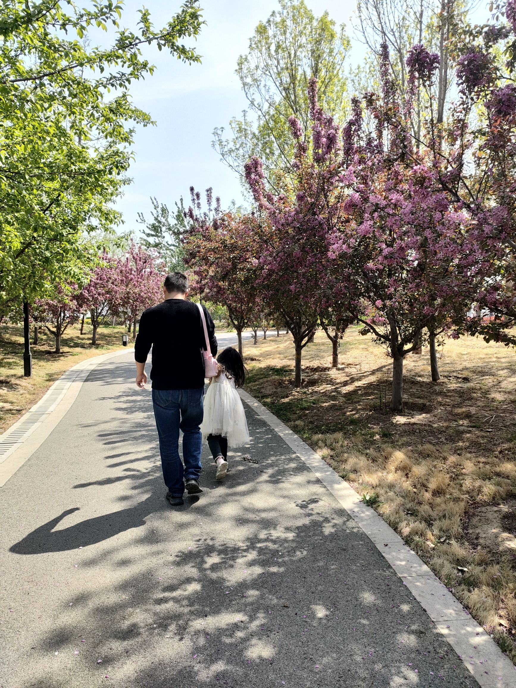 湖西带状公园旅行图片 3