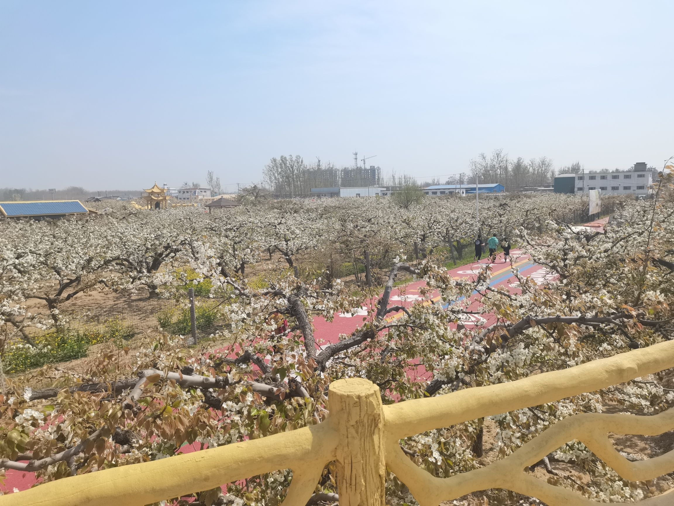 冠州梨园旅行图片 3