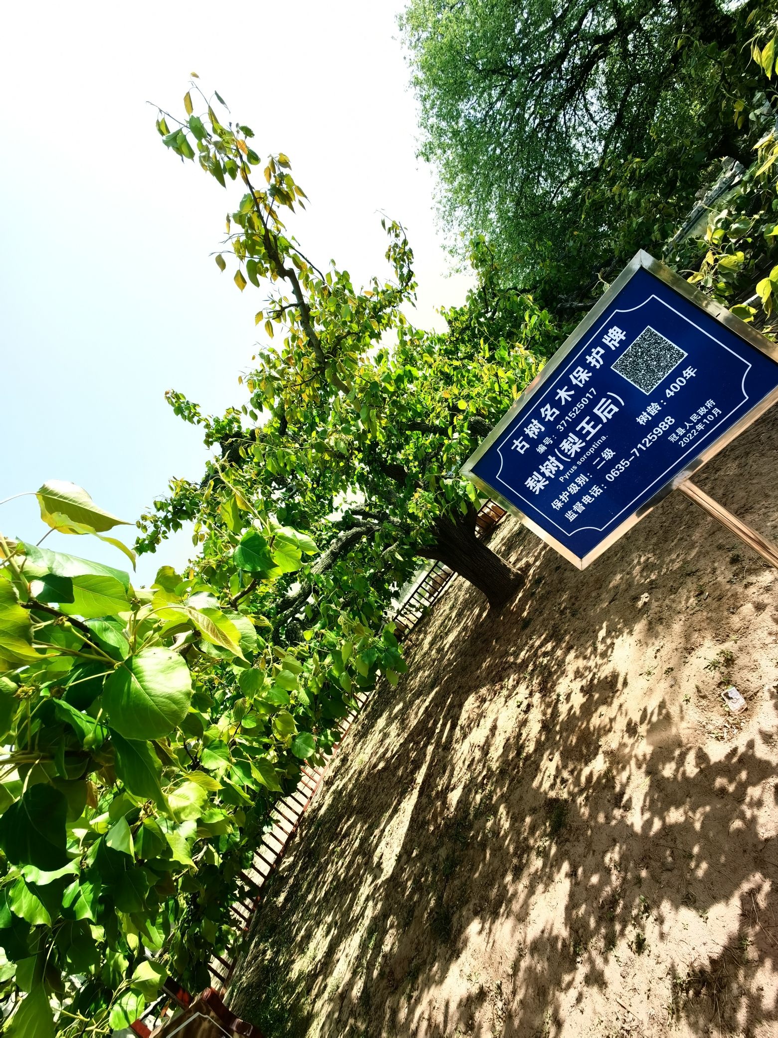 冠州梨园旅行图片 2