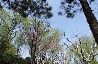 玉照公园旅行图片 2
