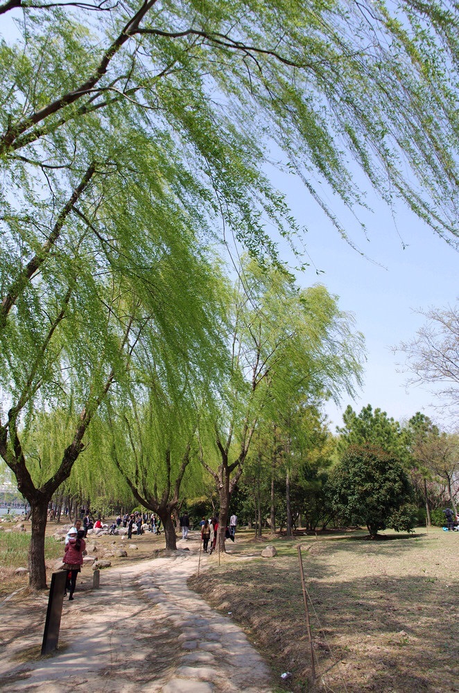 玉照公园