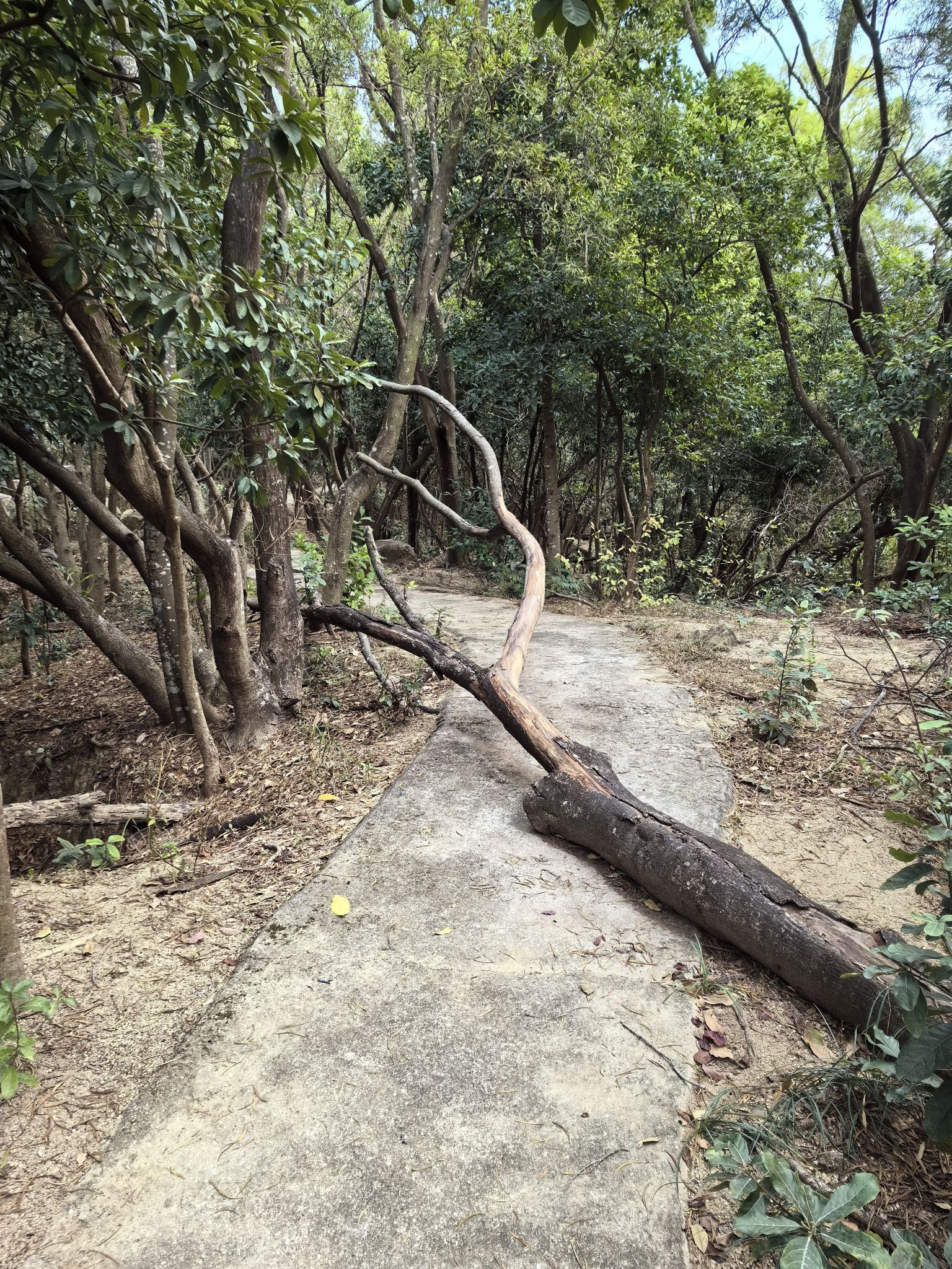大鹏山公园旅行图片 3