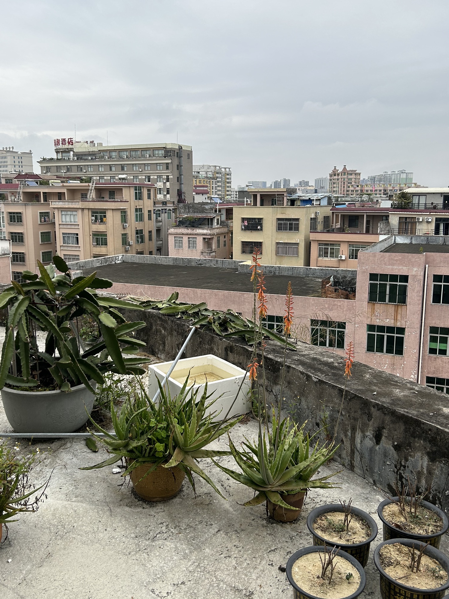东岳公园旅行图片 1