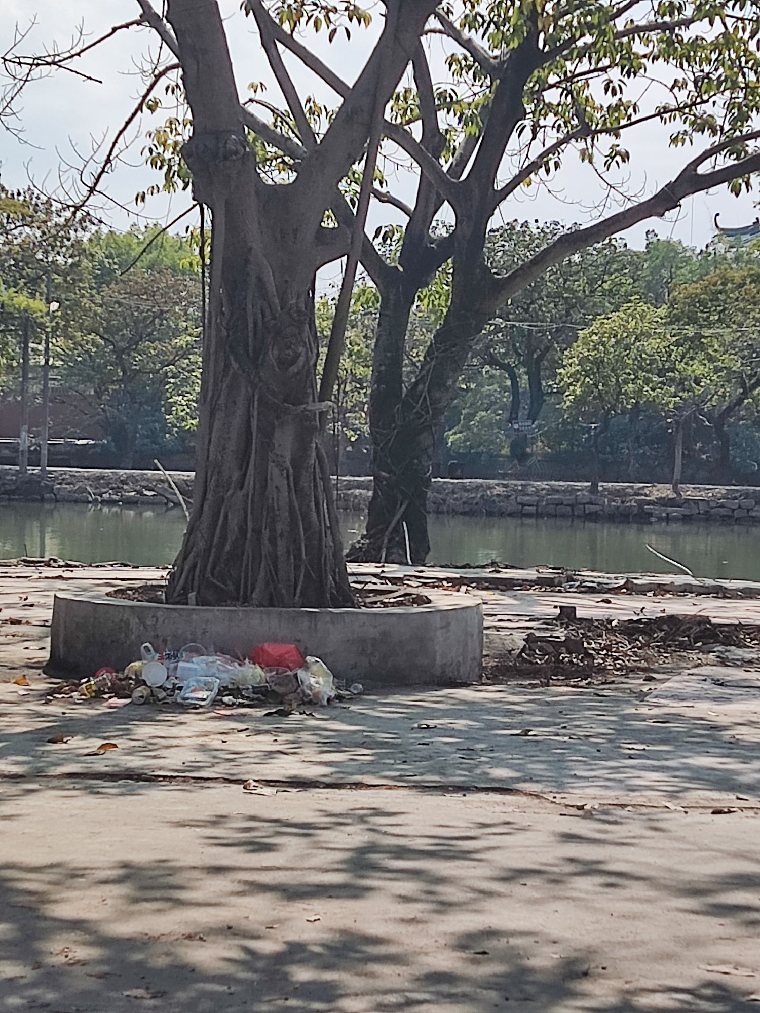 榕江公园旅行图片 3