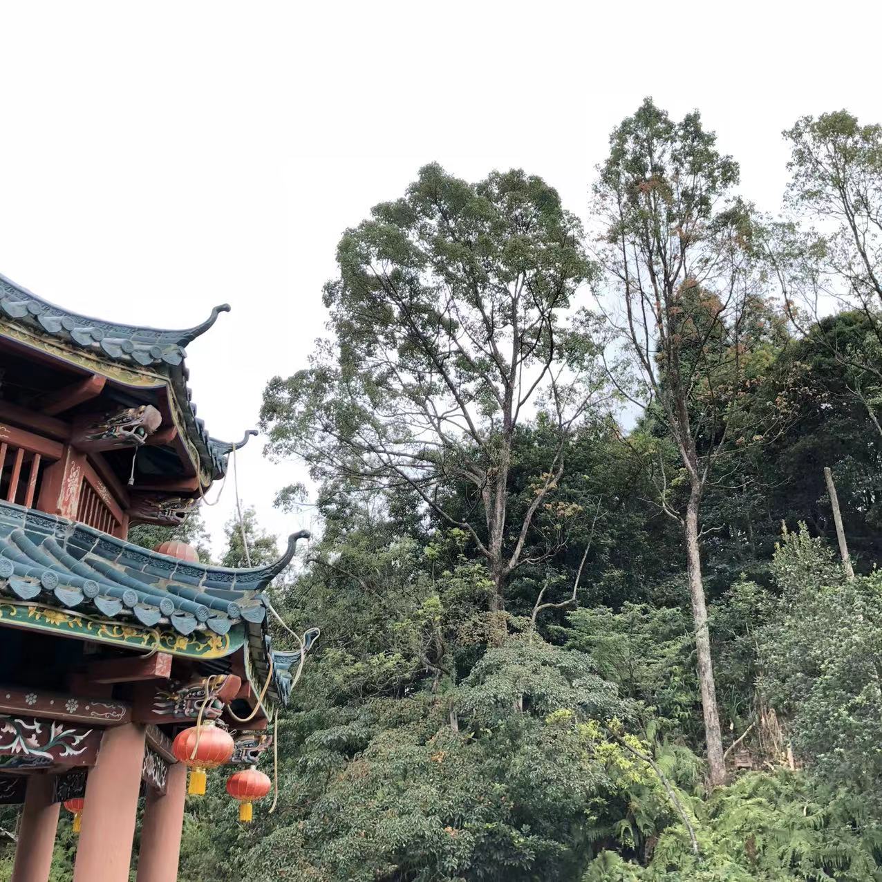 大北山森林公园旅行图片 2