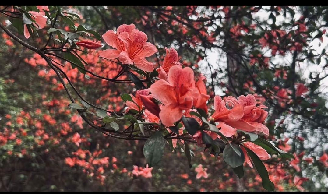 龙山风景旅游区旅行图片 1