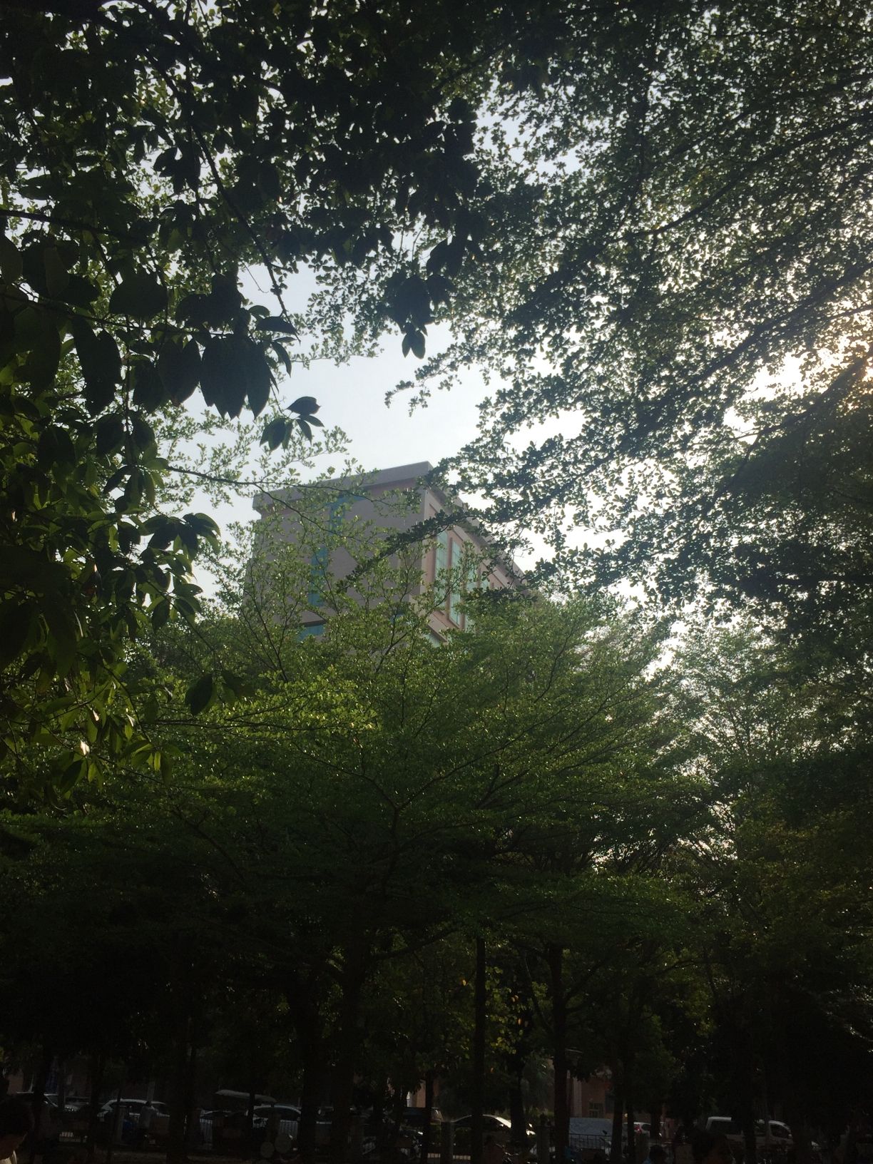 惠来文化广场旅行图片 2