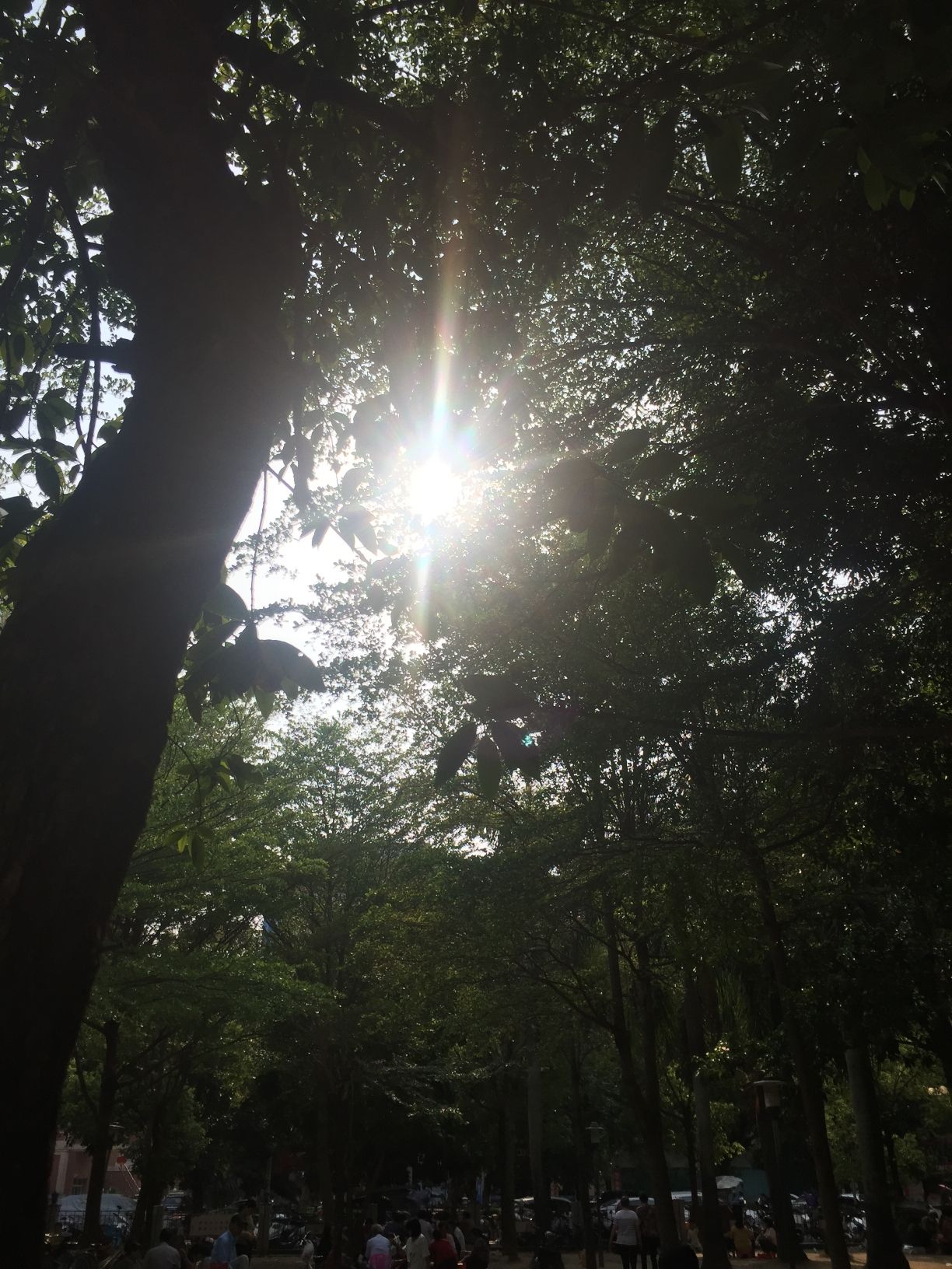 惠来文化广场旅行图片 1