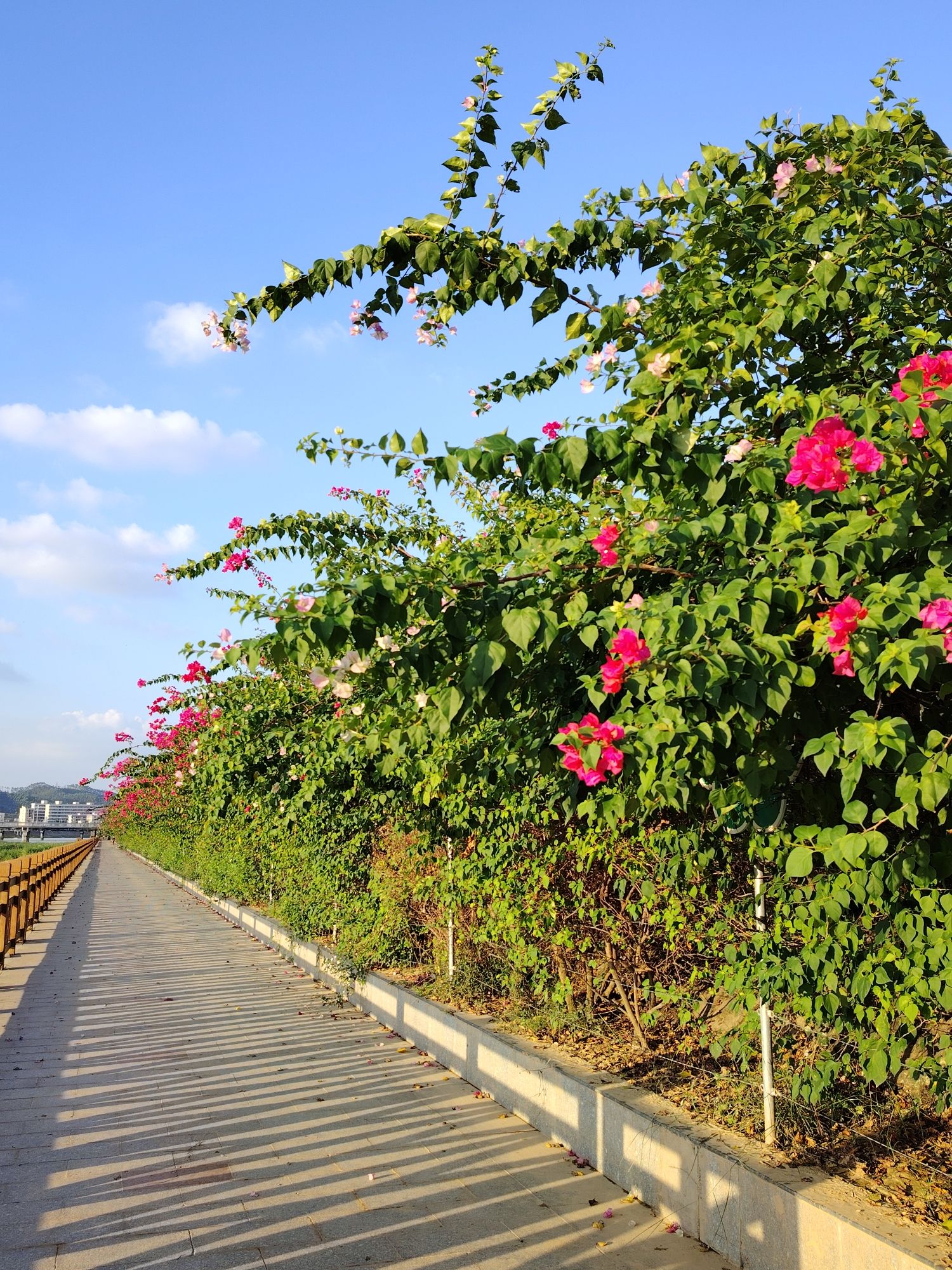 瀛洲公园旅行图片 2