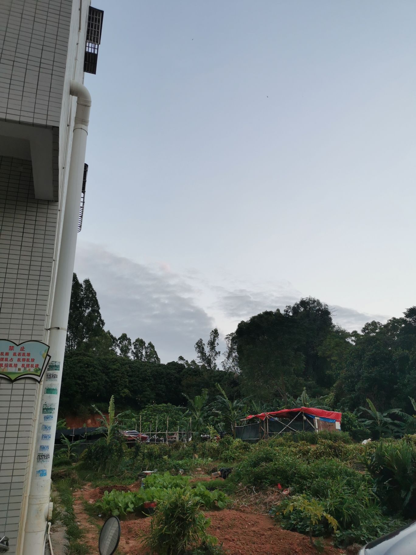 胶林公园旅行图片 2