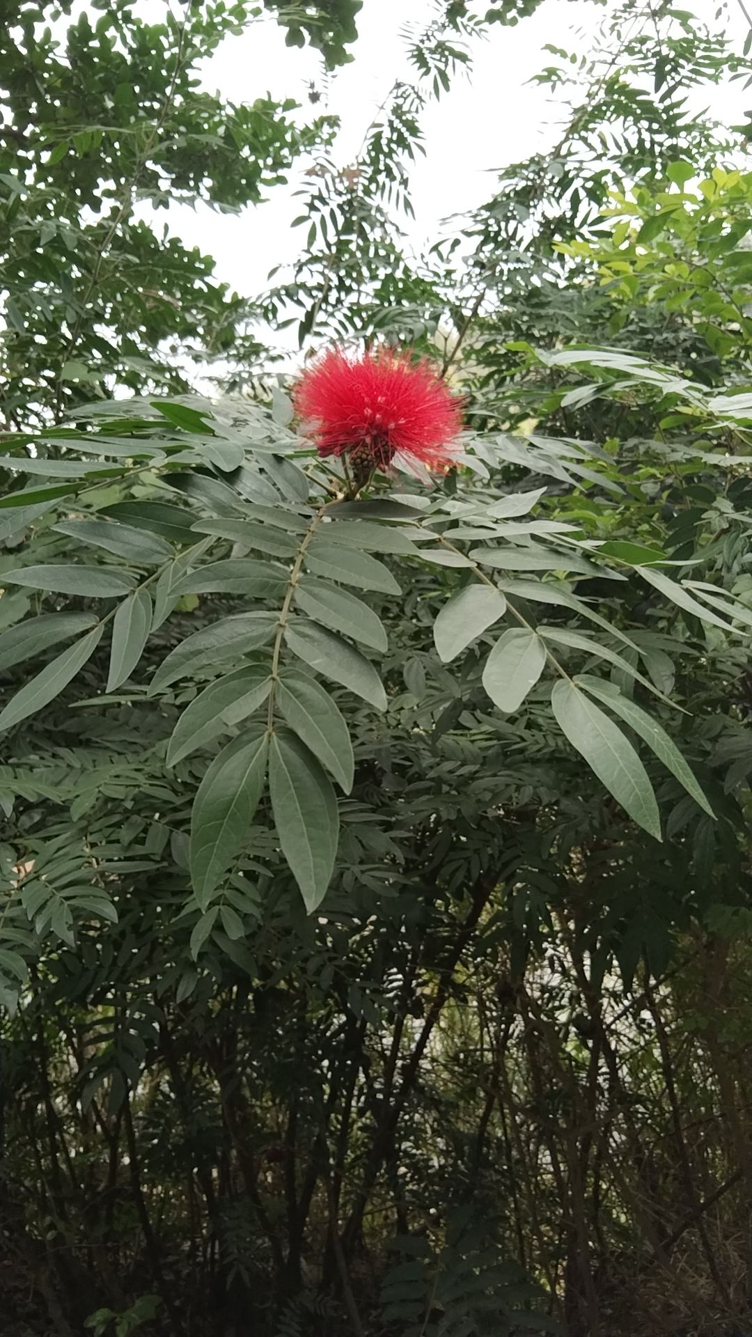 新湖公园旅行图片 1