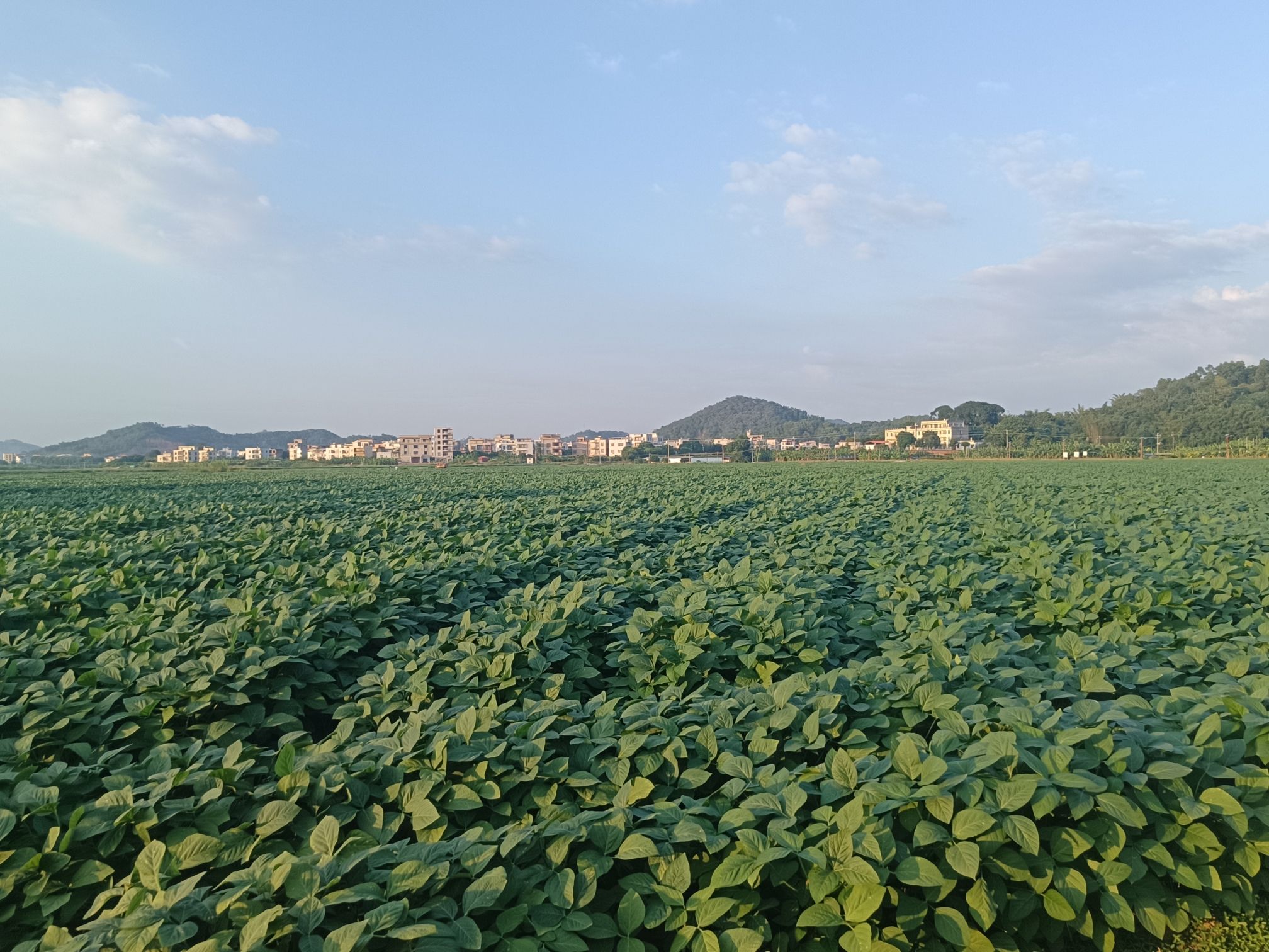高凉郡古城旅行图片 1