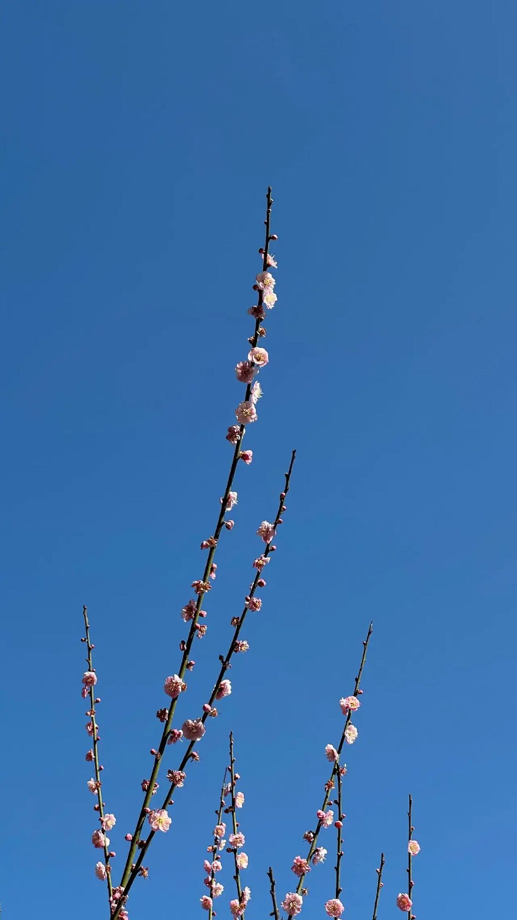 广东天马山旅游景区旅行图片 1