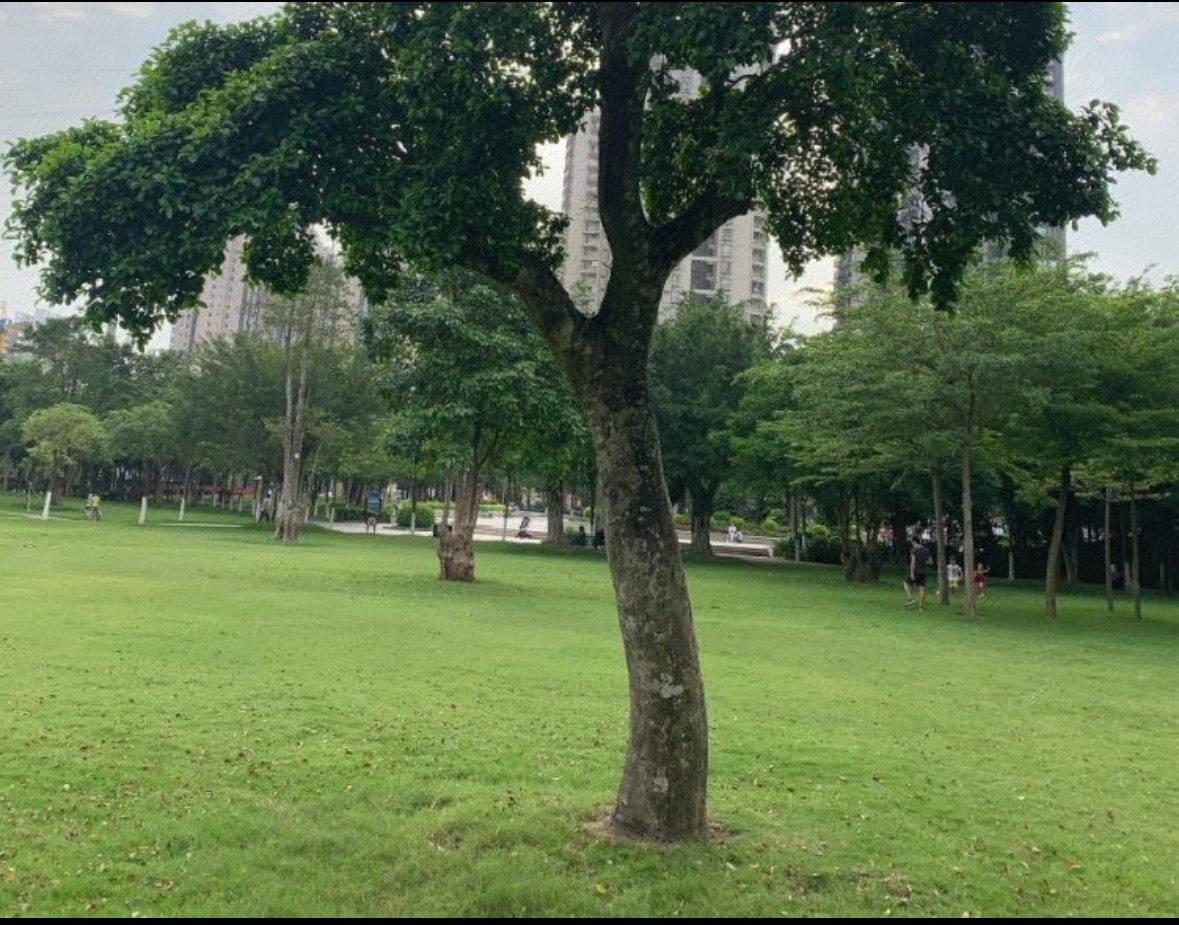 南香公园旅行图片 2