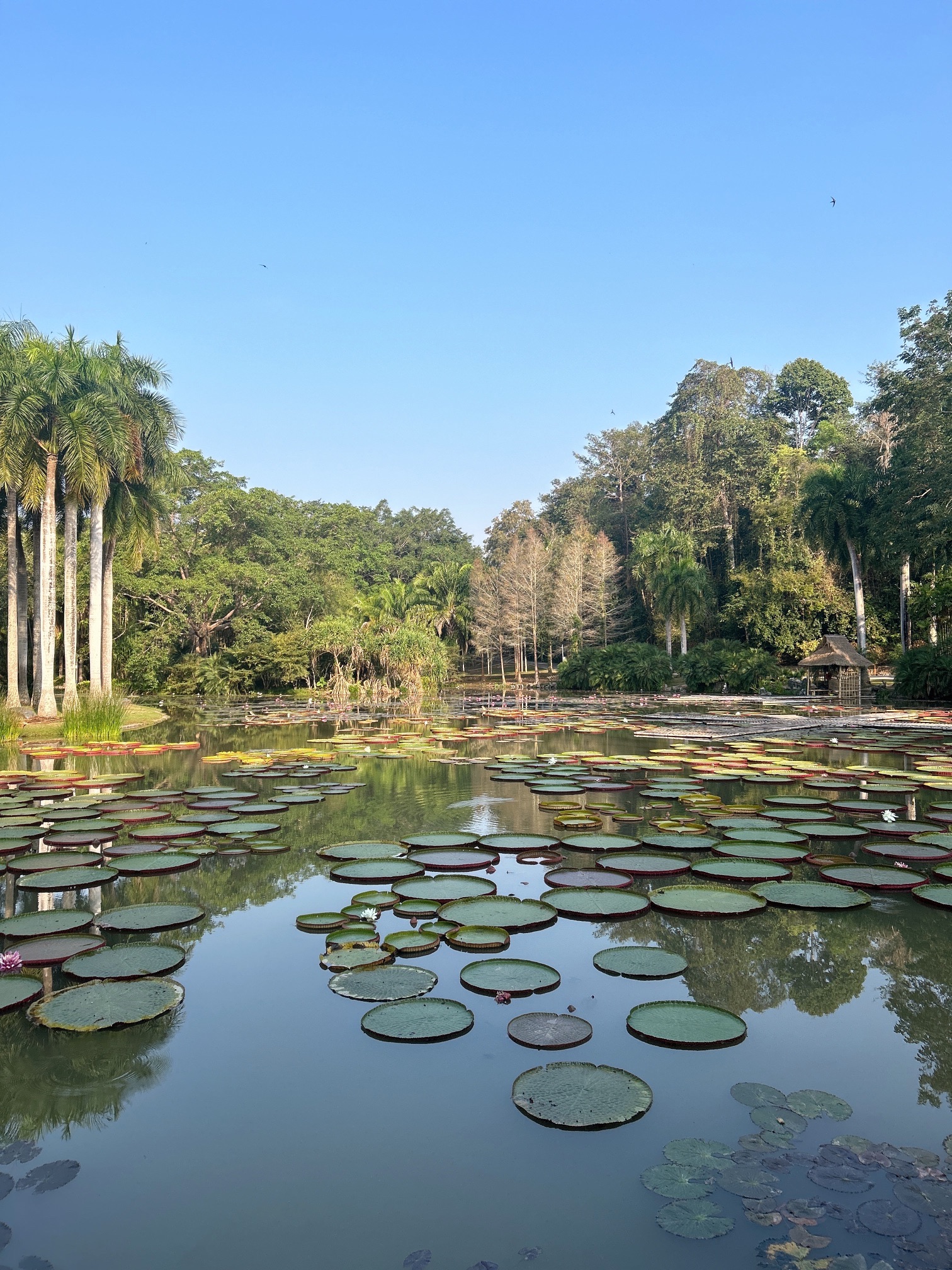 西双版纳原始森林公园售票处