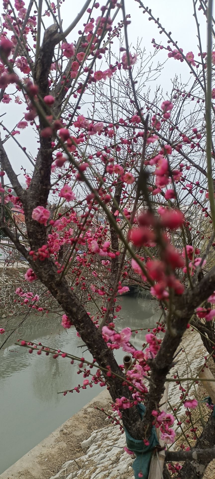 梅川广场旅行图片 2