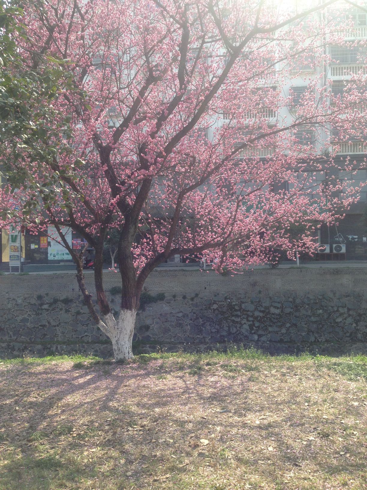 梅川广场旅行图片 3