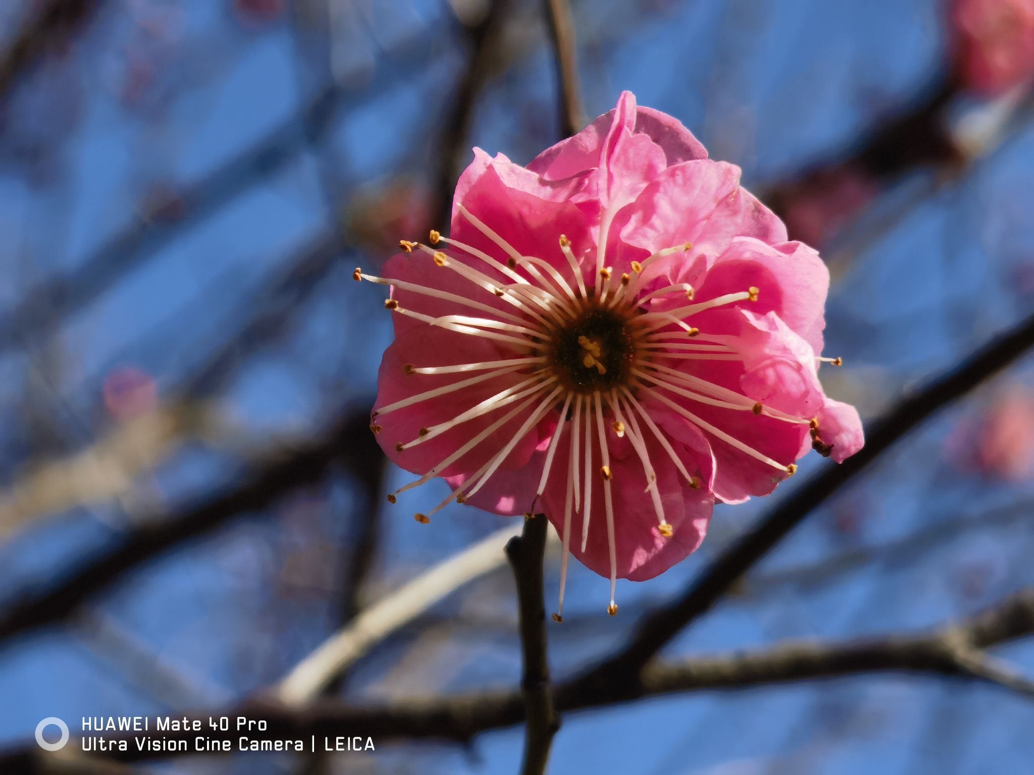 桂花广场旅行图片 2
