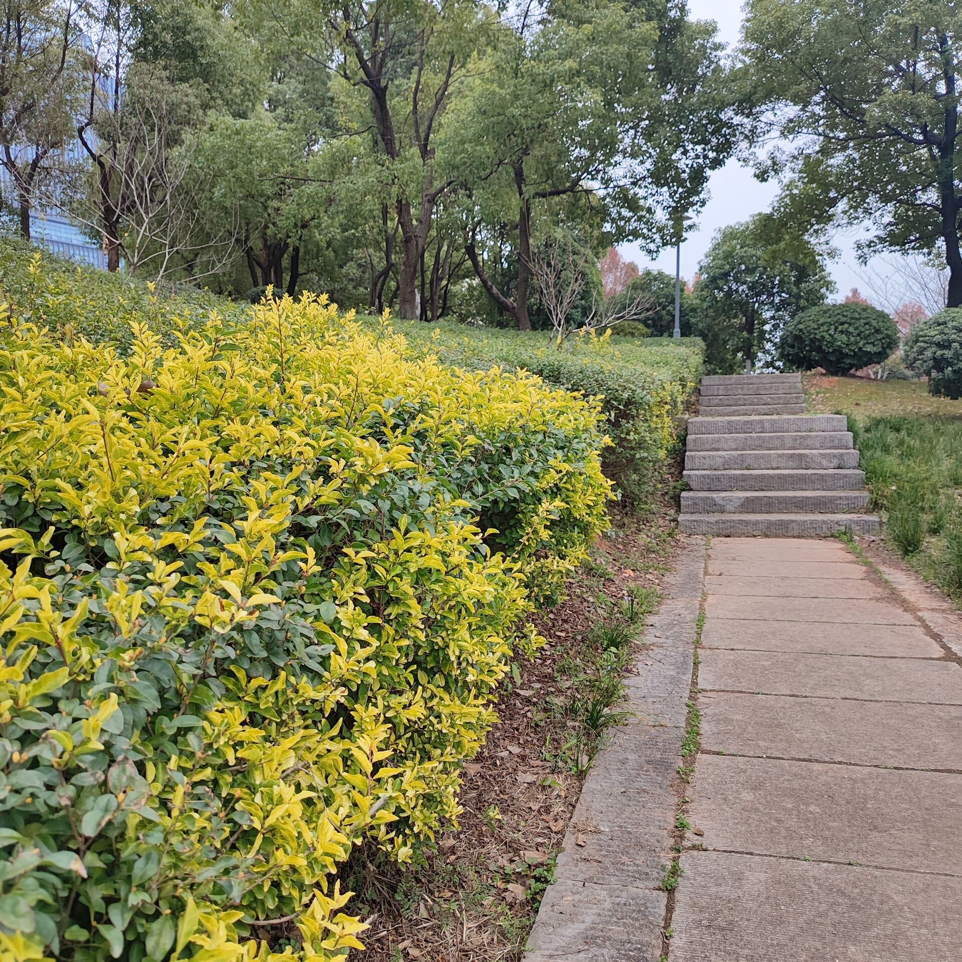 桂花广场旅行图片 1