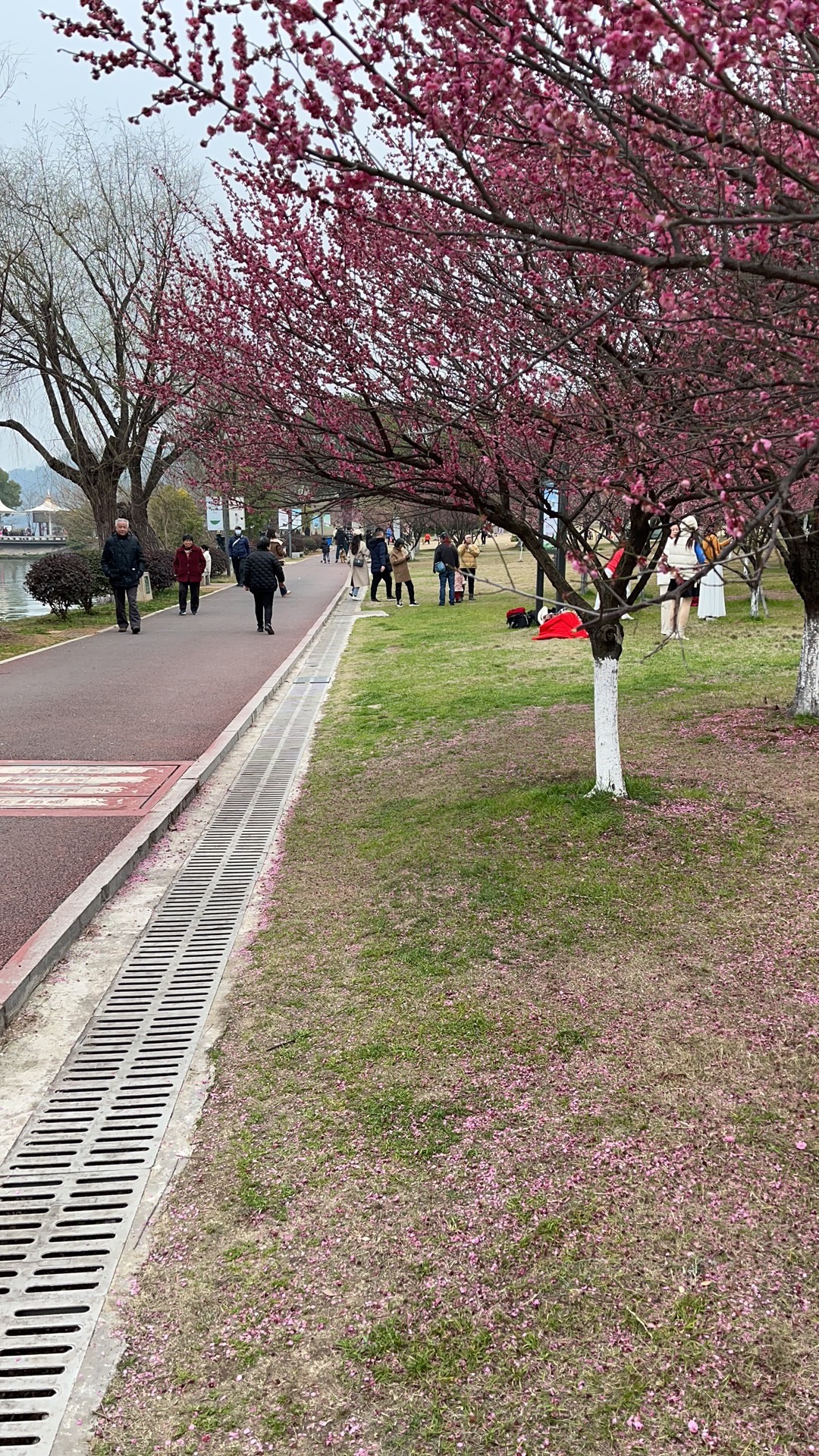 桂花广场旅行图片 3