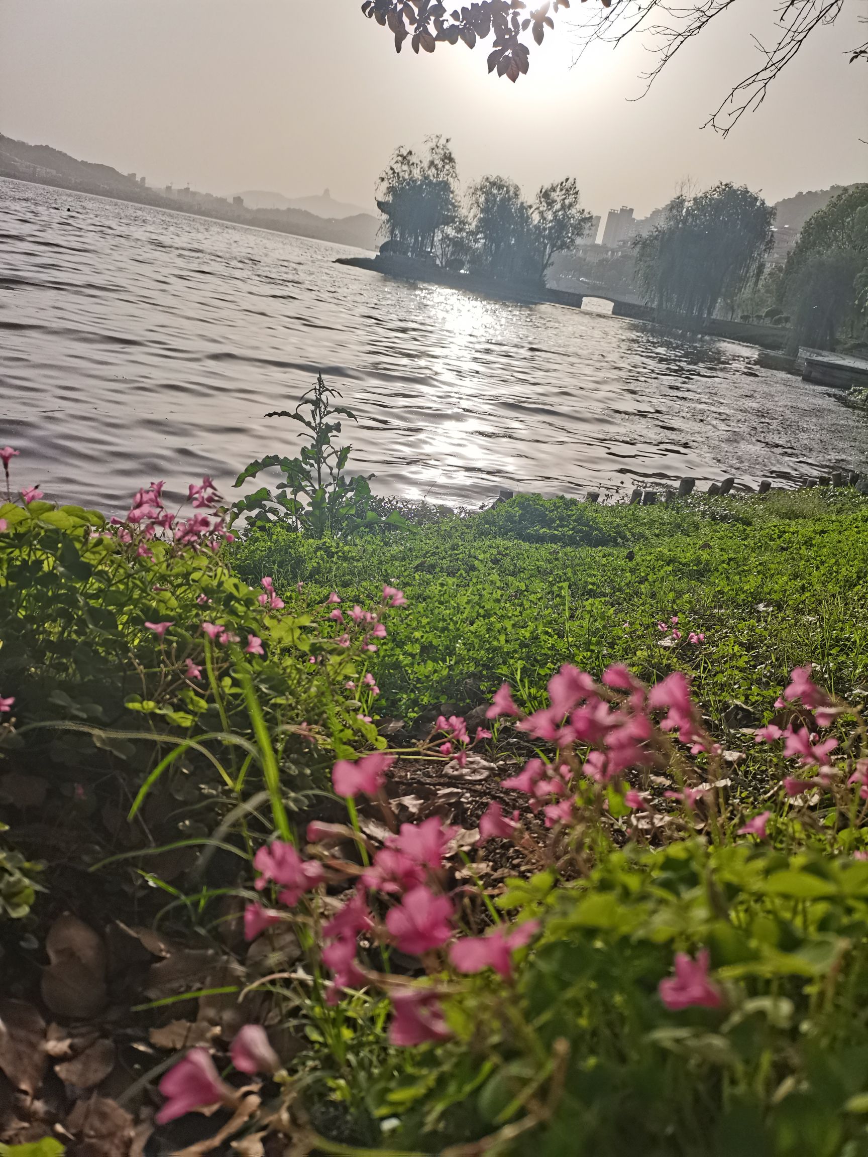 桂花广场旅行图片 3