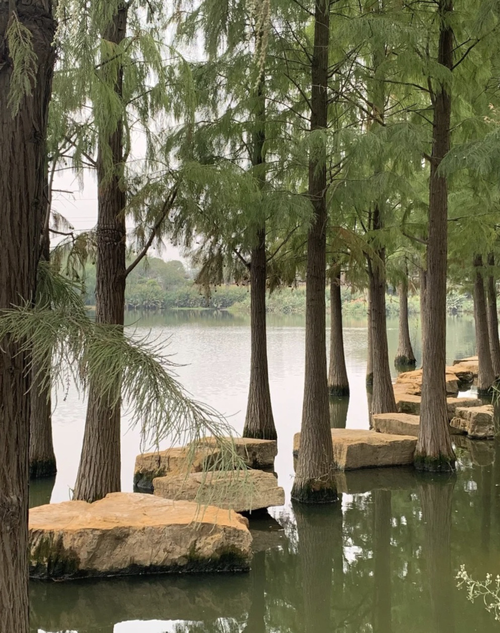 王家河公园旅行图片 1