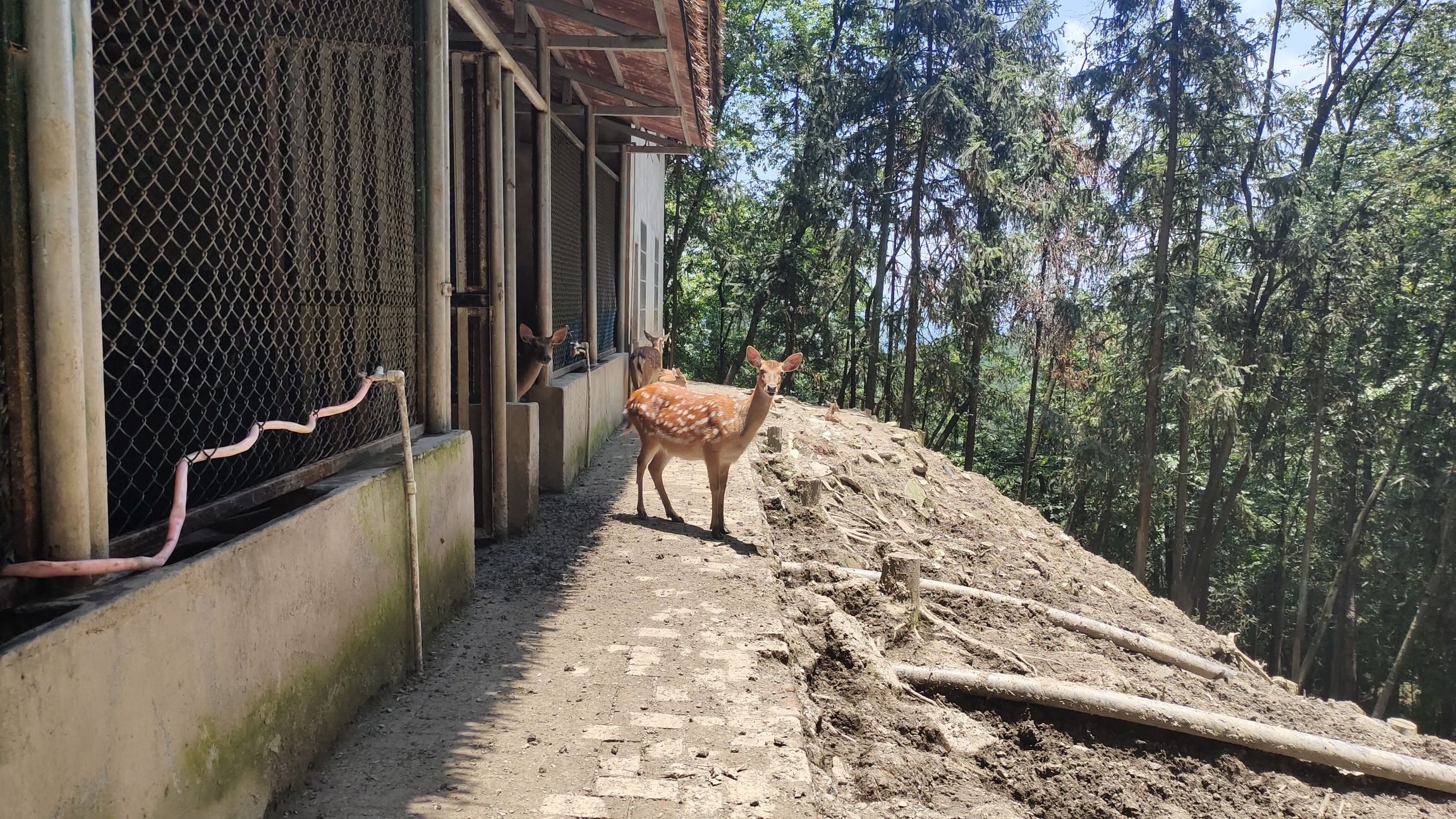 九华山旅行图片 1