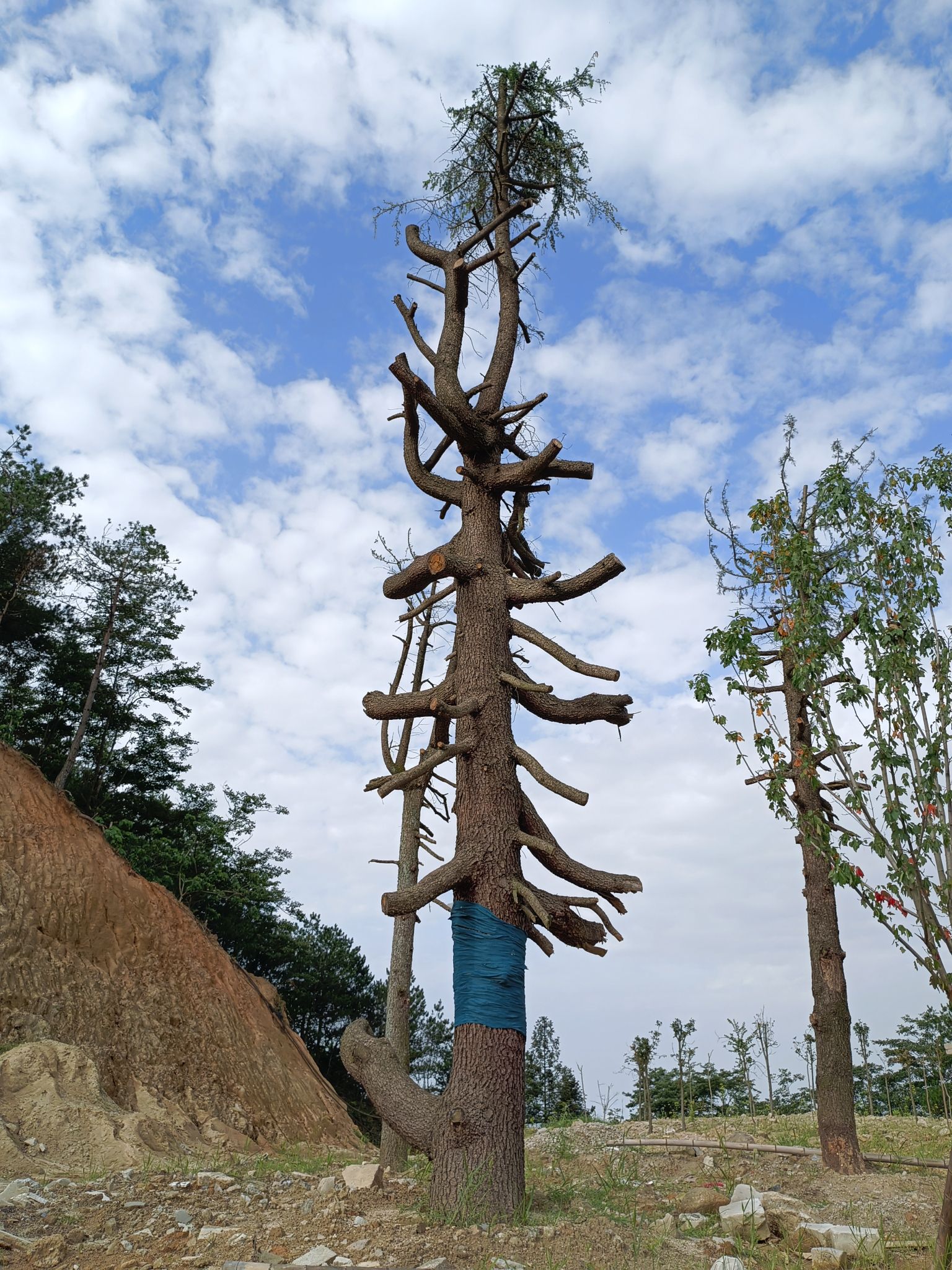 大云山国家森林公园旅行图片 3