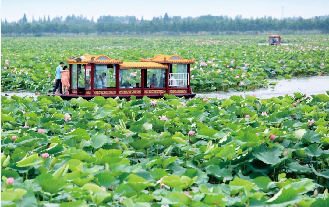 团湖荷花公园旅行图片 3