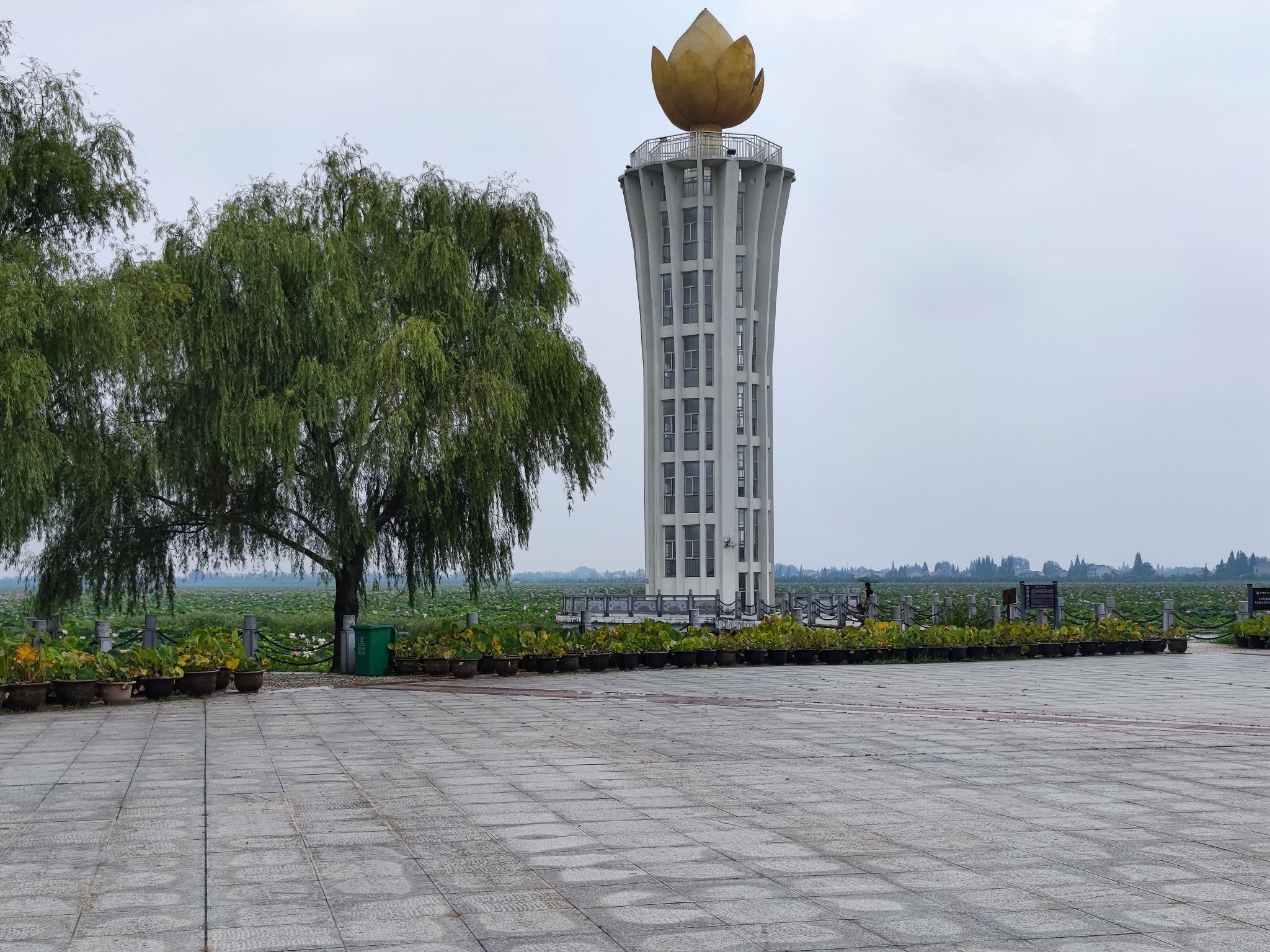 团湖荷花公园旅行图片 3