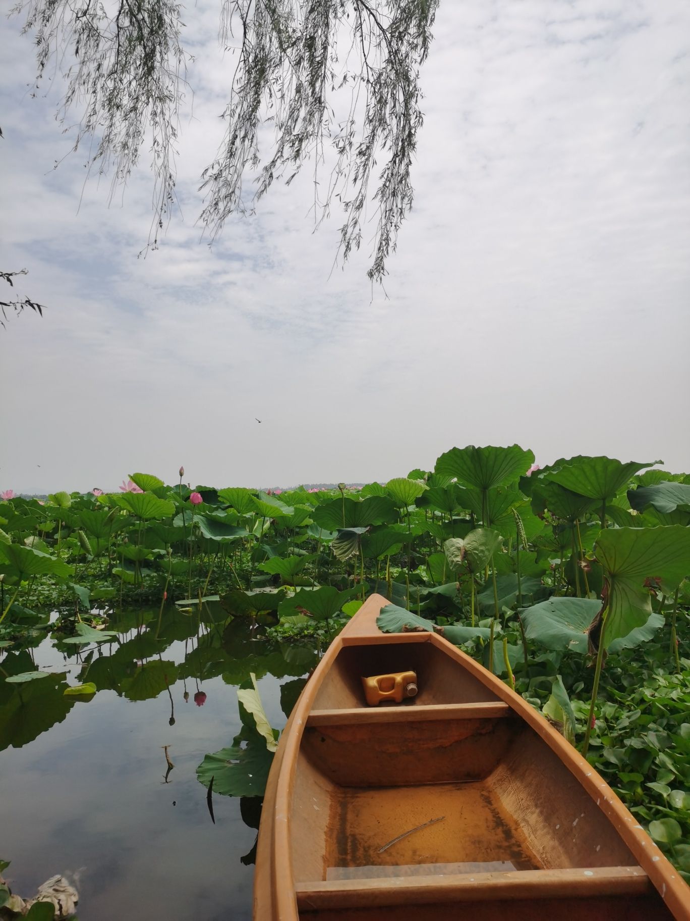 团湖荷花公园旅行图片 1