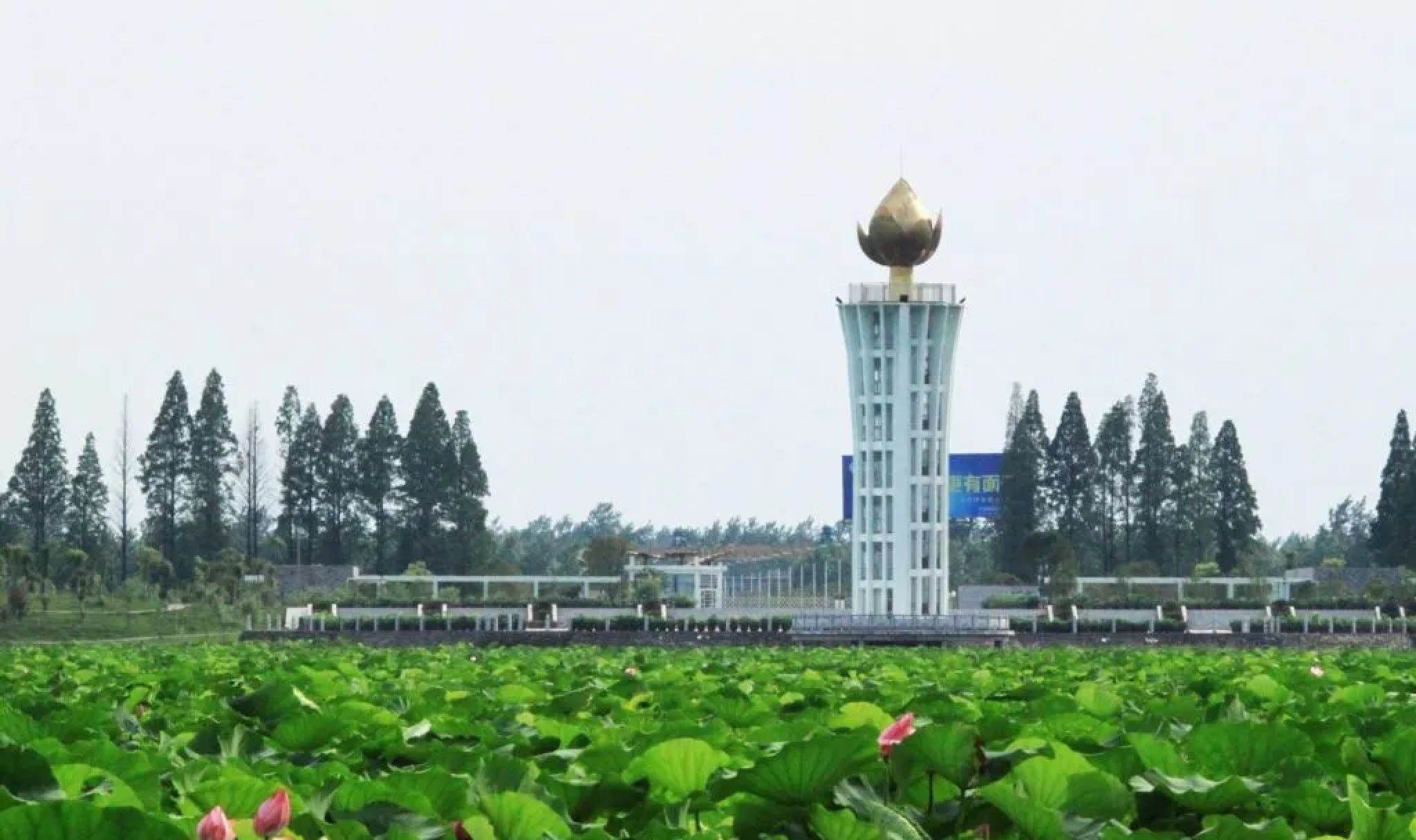 团湖荷花公园旅行图片 1