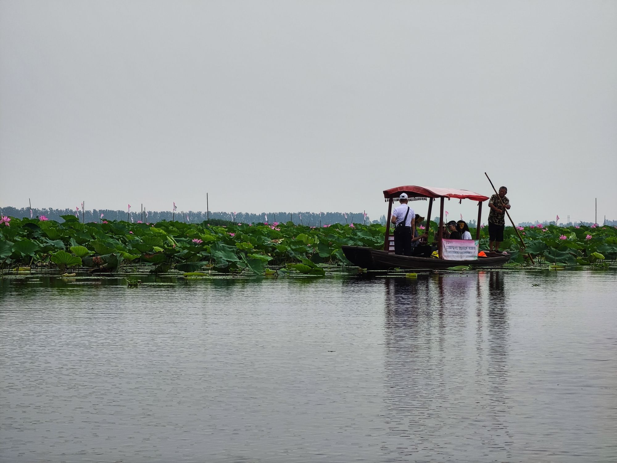 团湖荷花公园旅行图片 2