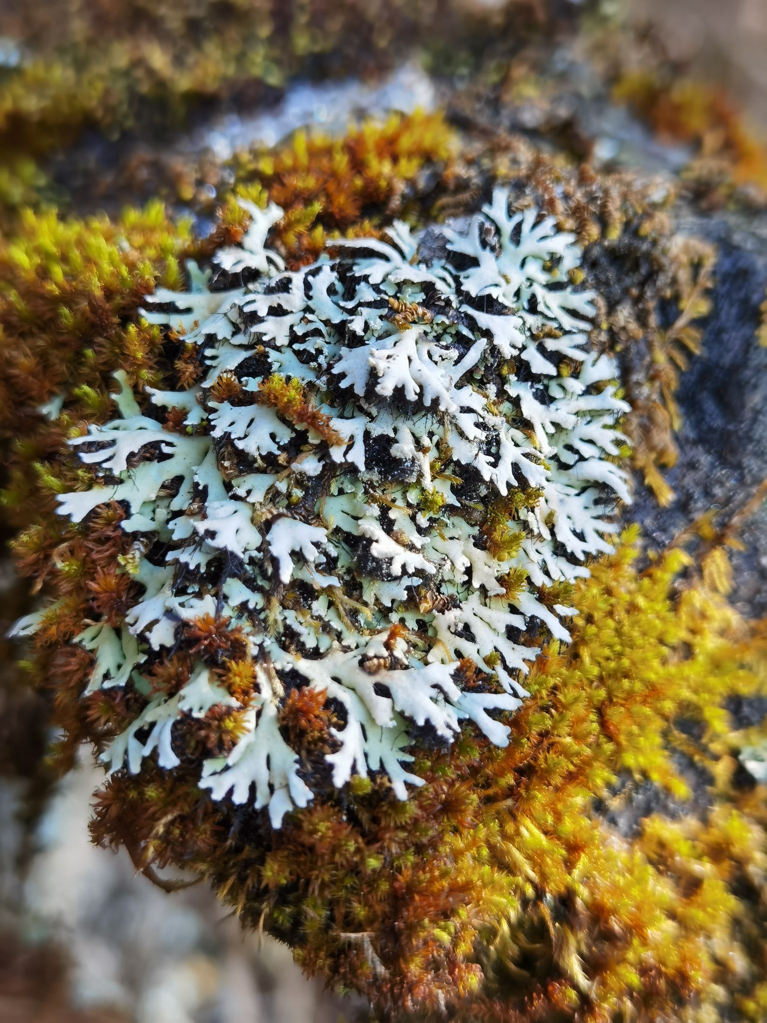 天岳幕阜山森林公园旅行图片 3