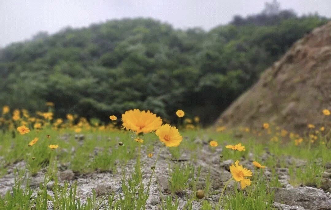 天岳幕阜山森林公园旅行图片 2
