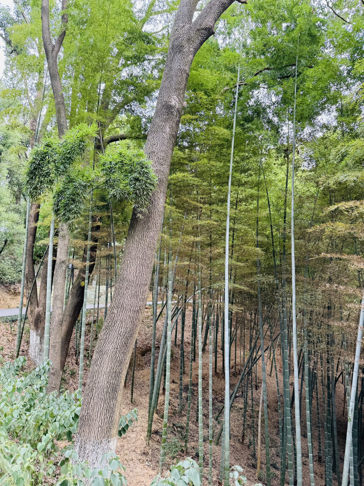 金鹗公园旅行图片 3