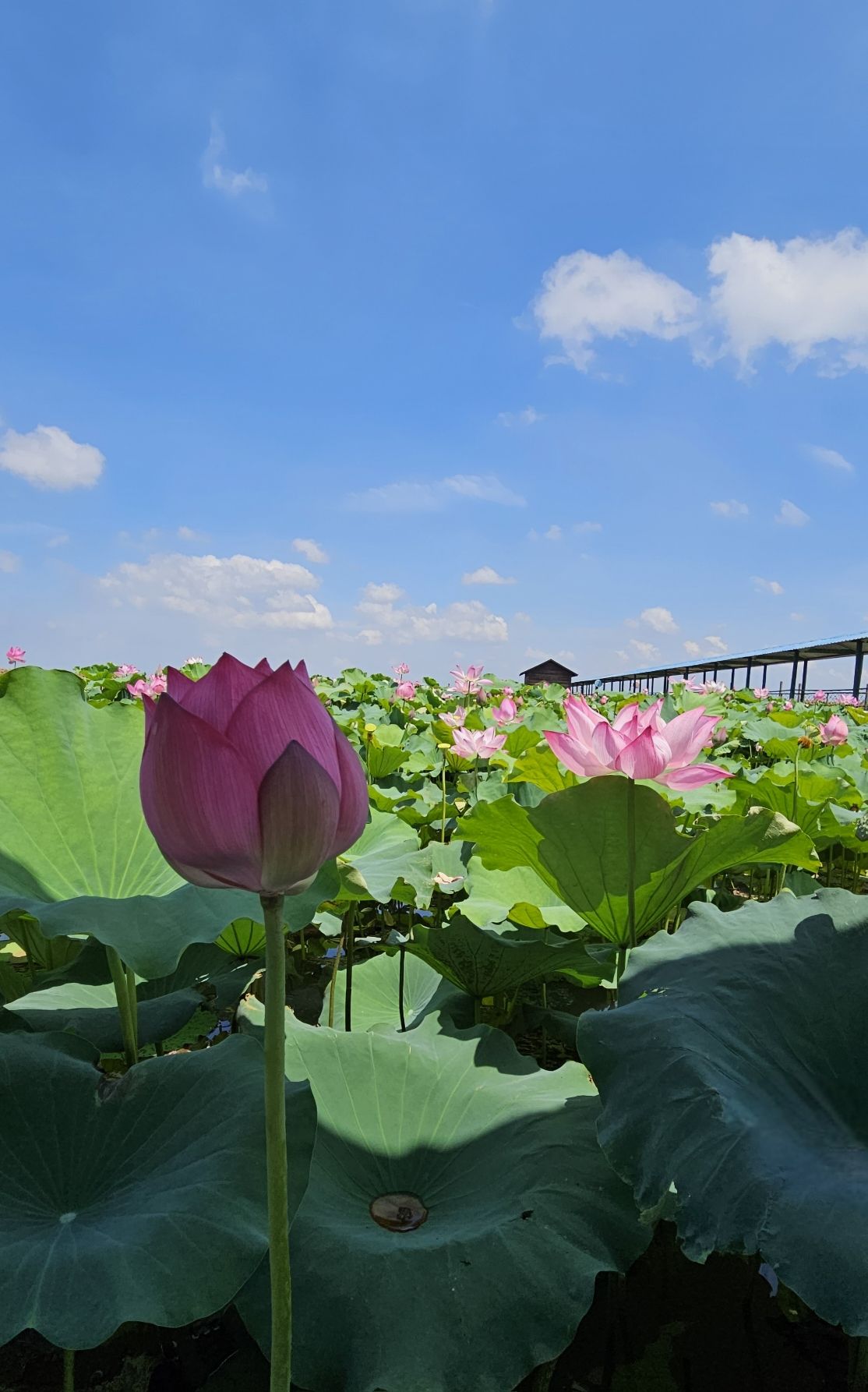 鹤龙湖旅行图片 2