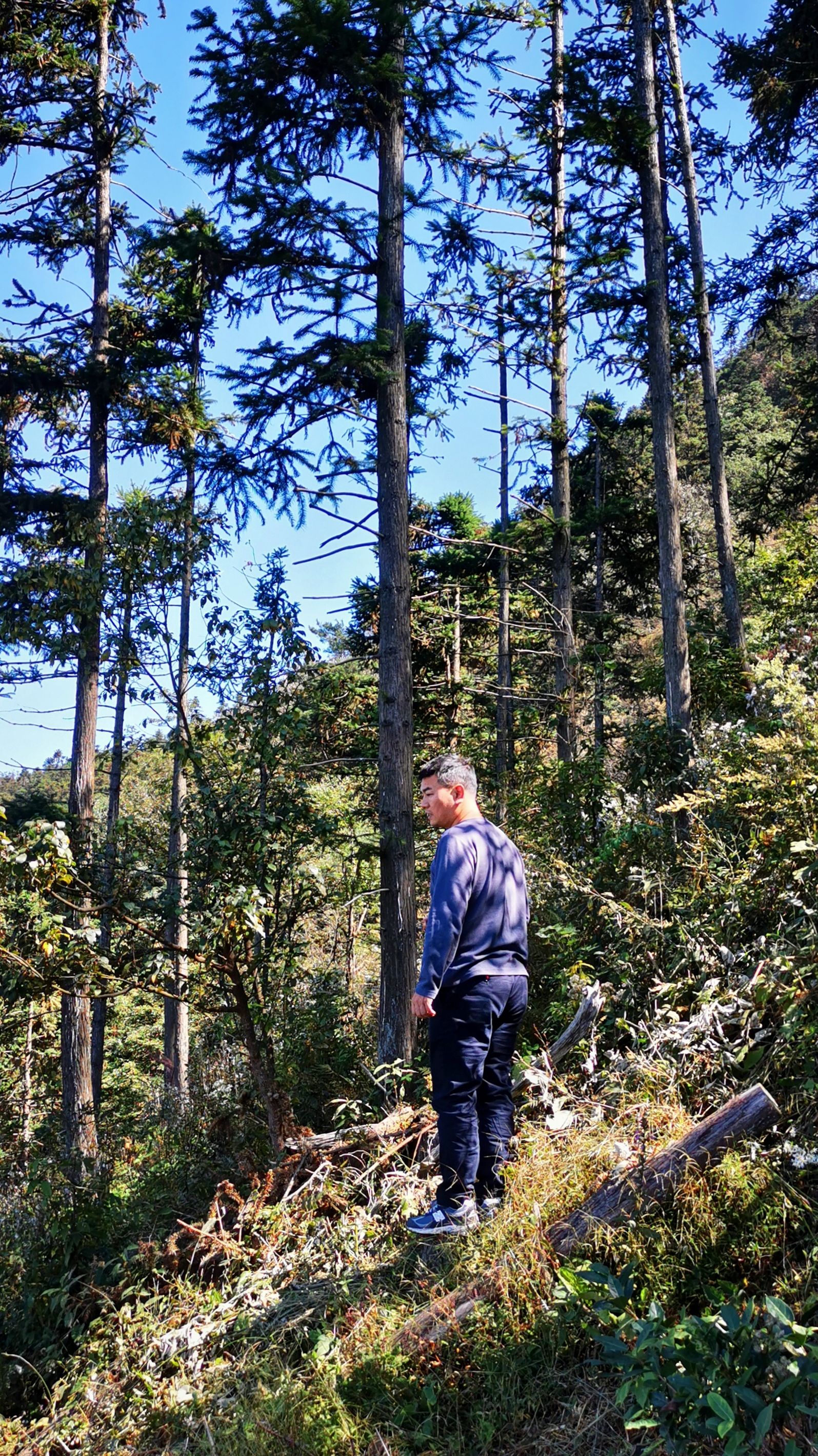 连云山森林公园旅行图片 3