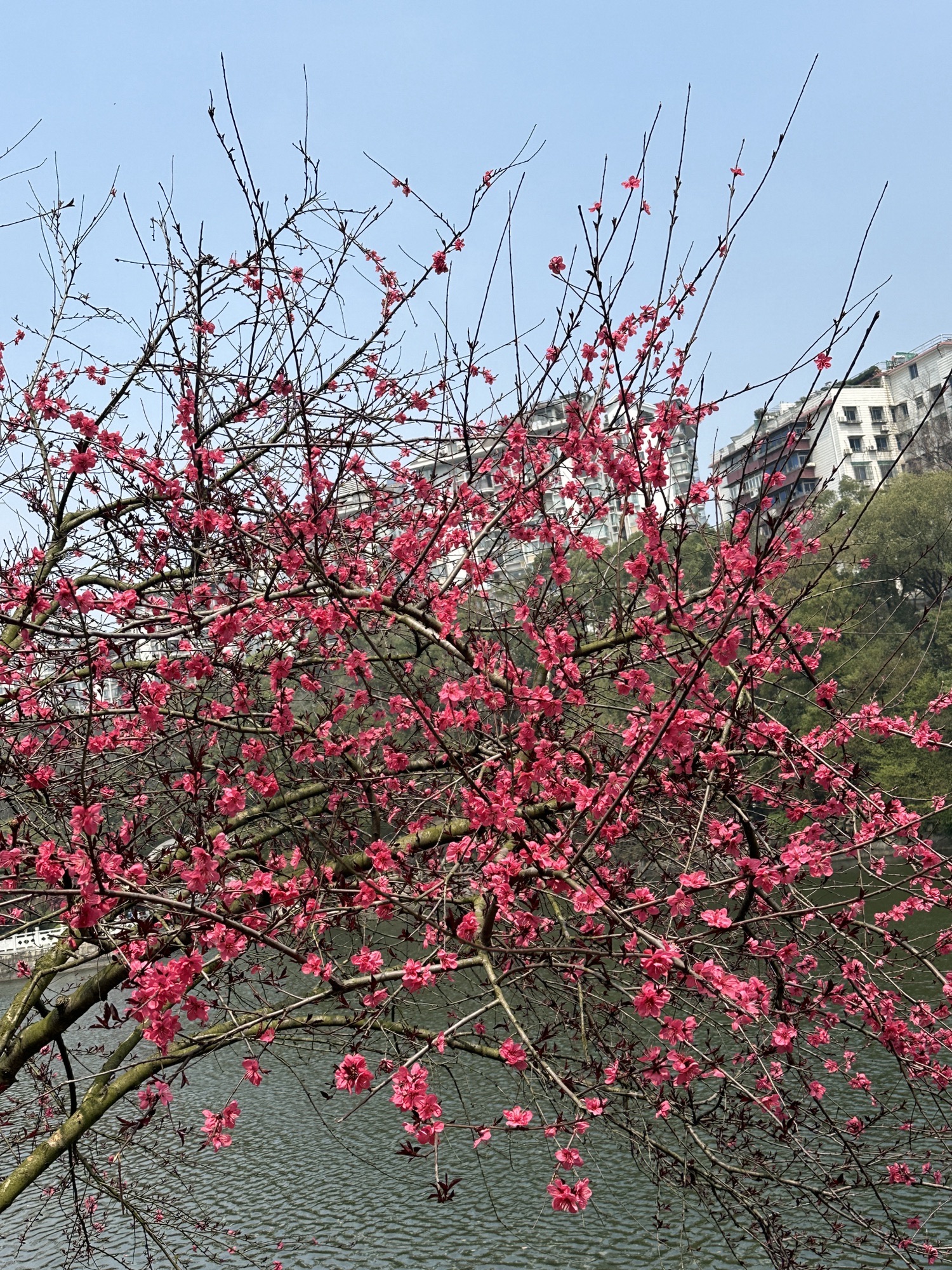 长沙市望月公园旅行图片 2