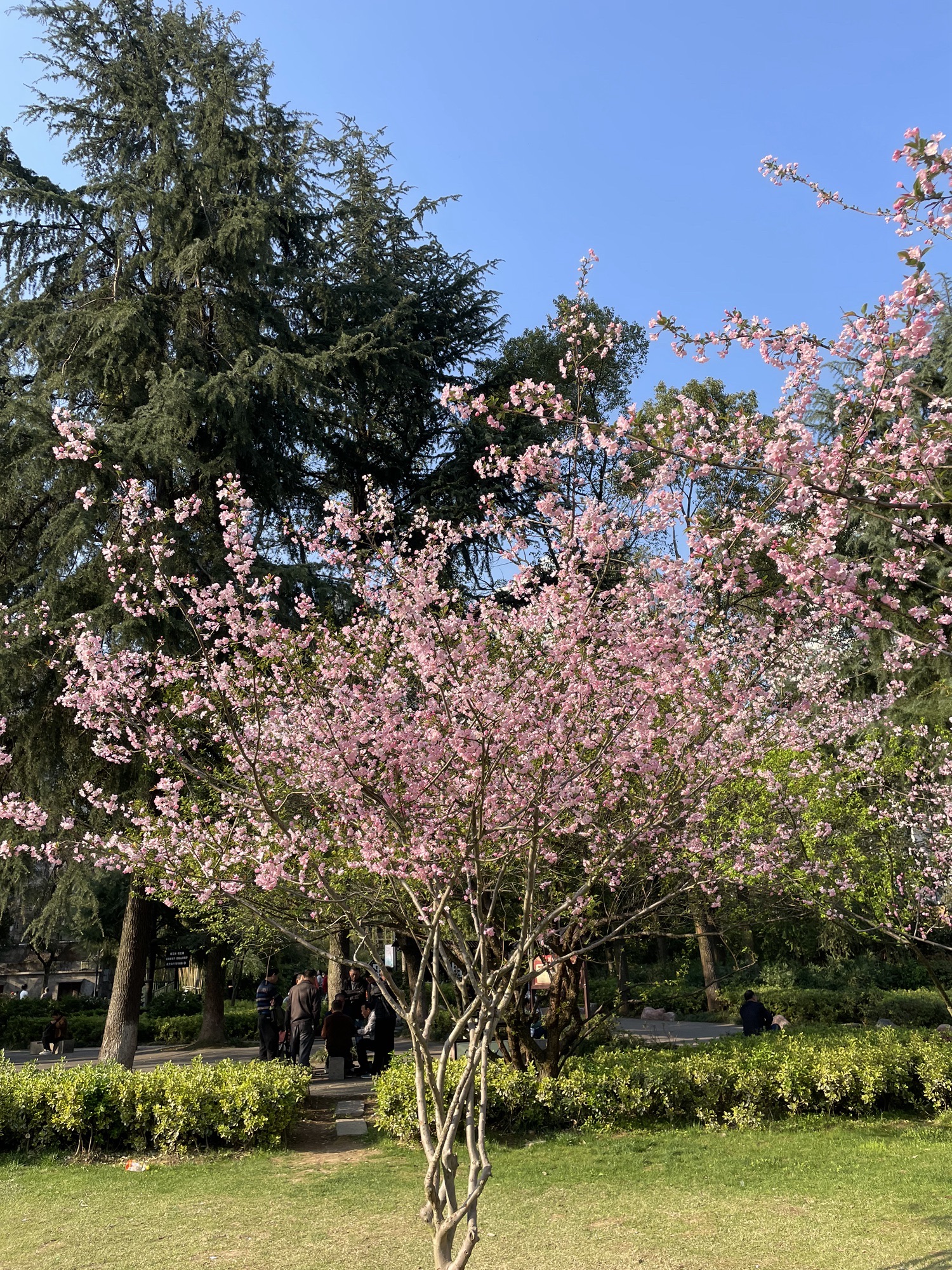 长沙市望月公园旅行图片 2